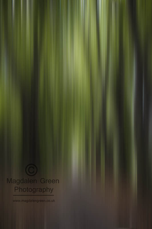 Nikon D700 + AF-S DX Zoom-Nikkor 18-55mm f/3.5-5.6G ED sample photo. Curtain of green  in scottish forest photography