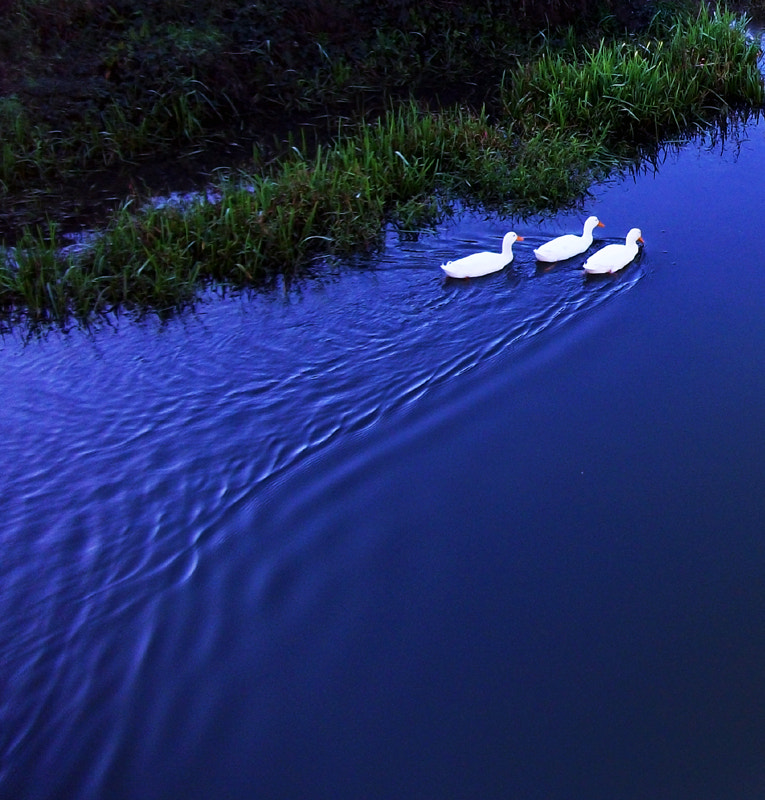Fujifilm A170 A180 sample photo. White ducks, blue water photography