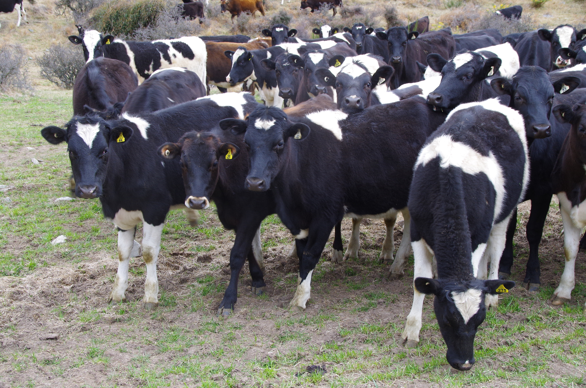 Sigma 18-250mm F3.5-6.3 DC Macro OS HSM sample photo. Curious cows! photography