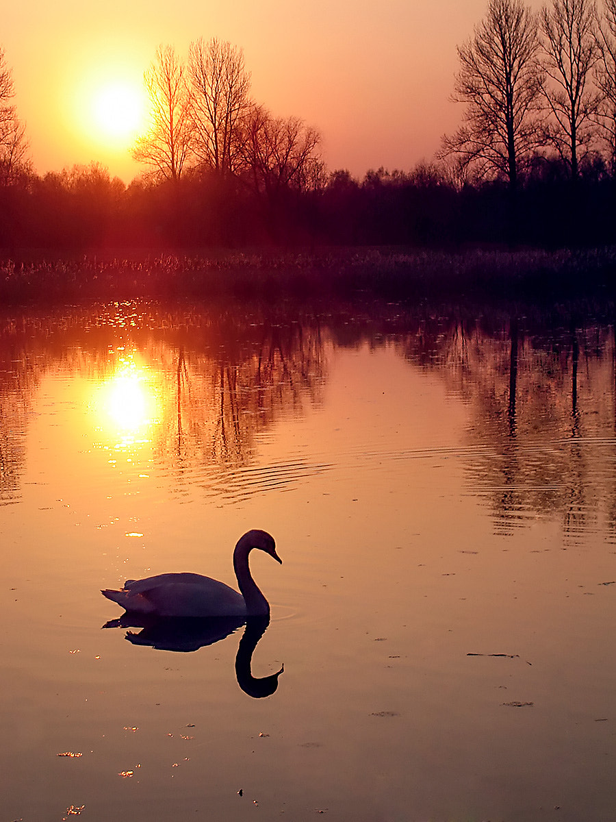 Sony DSC-S40 sample photo. Swan in sunset photography
