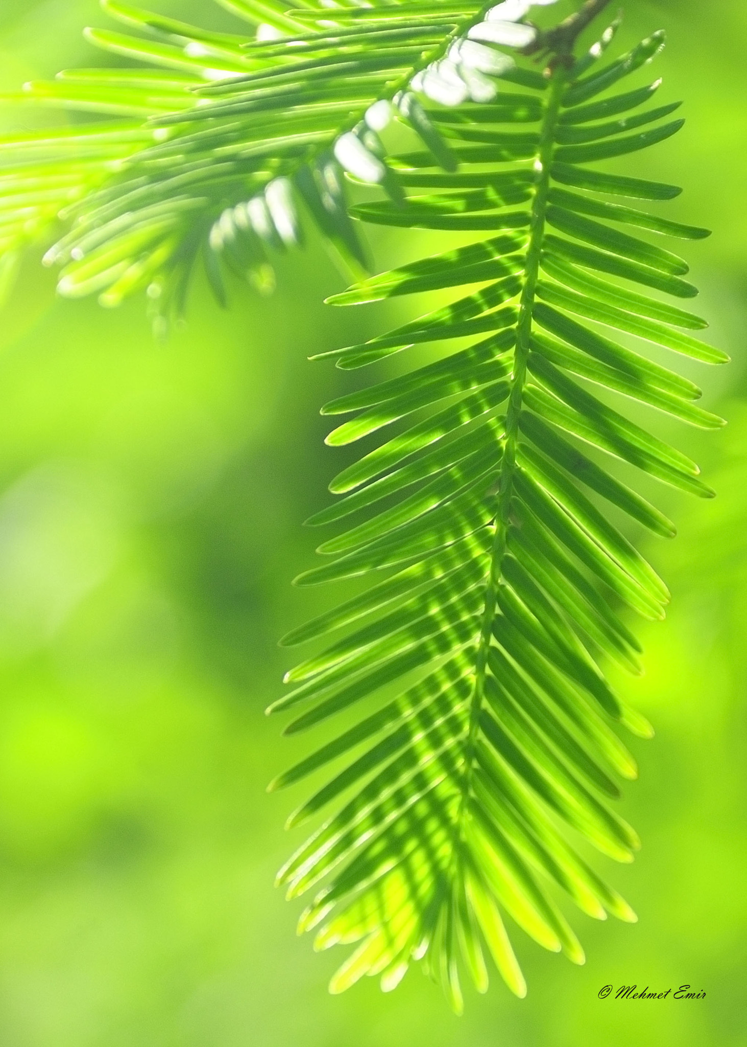 Nikon D300 sample photo. . photography