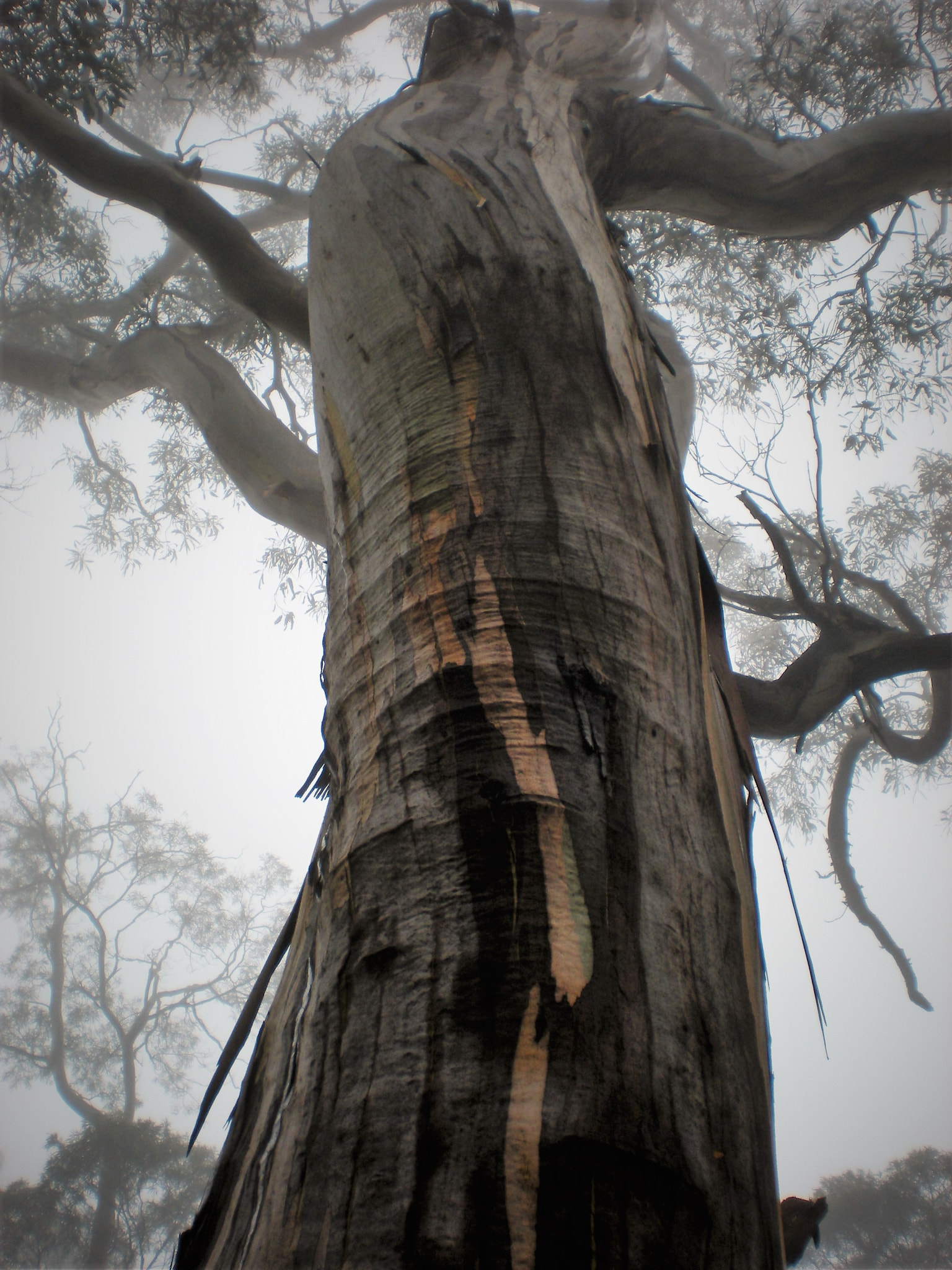 Nikon Coolpix S210 sample photo. 3 thumbs, tasmania 'strong in the mist' photography