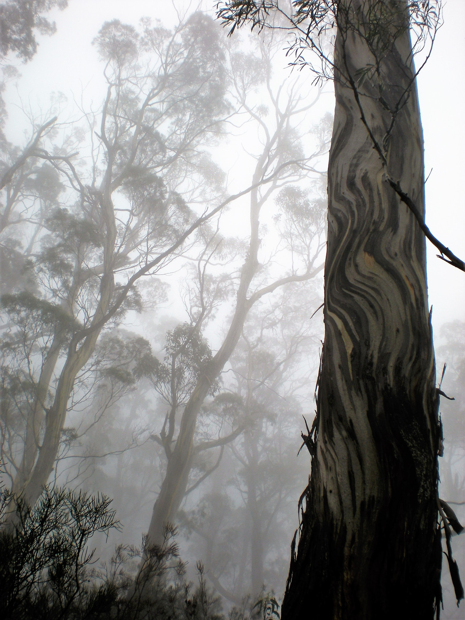 Nikon Coolpix S210 sample photo. 3 thumbs, tasmania 'tall in the mist' photography