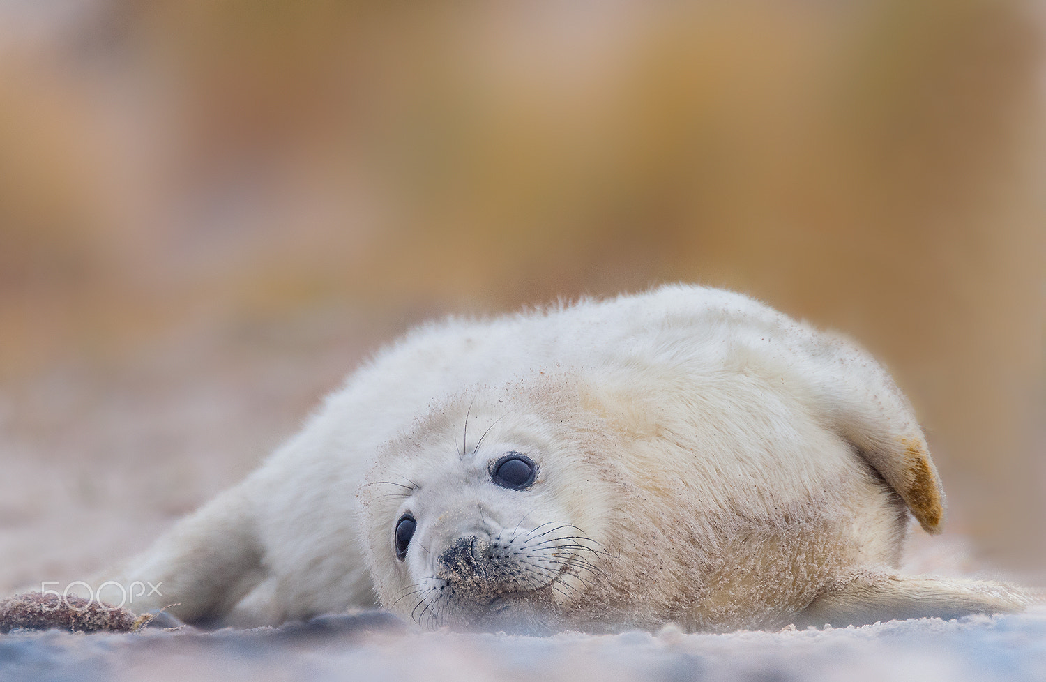 Sigma 120-300mm F2.8 EX DG HSM sample photo. Grey seal photography