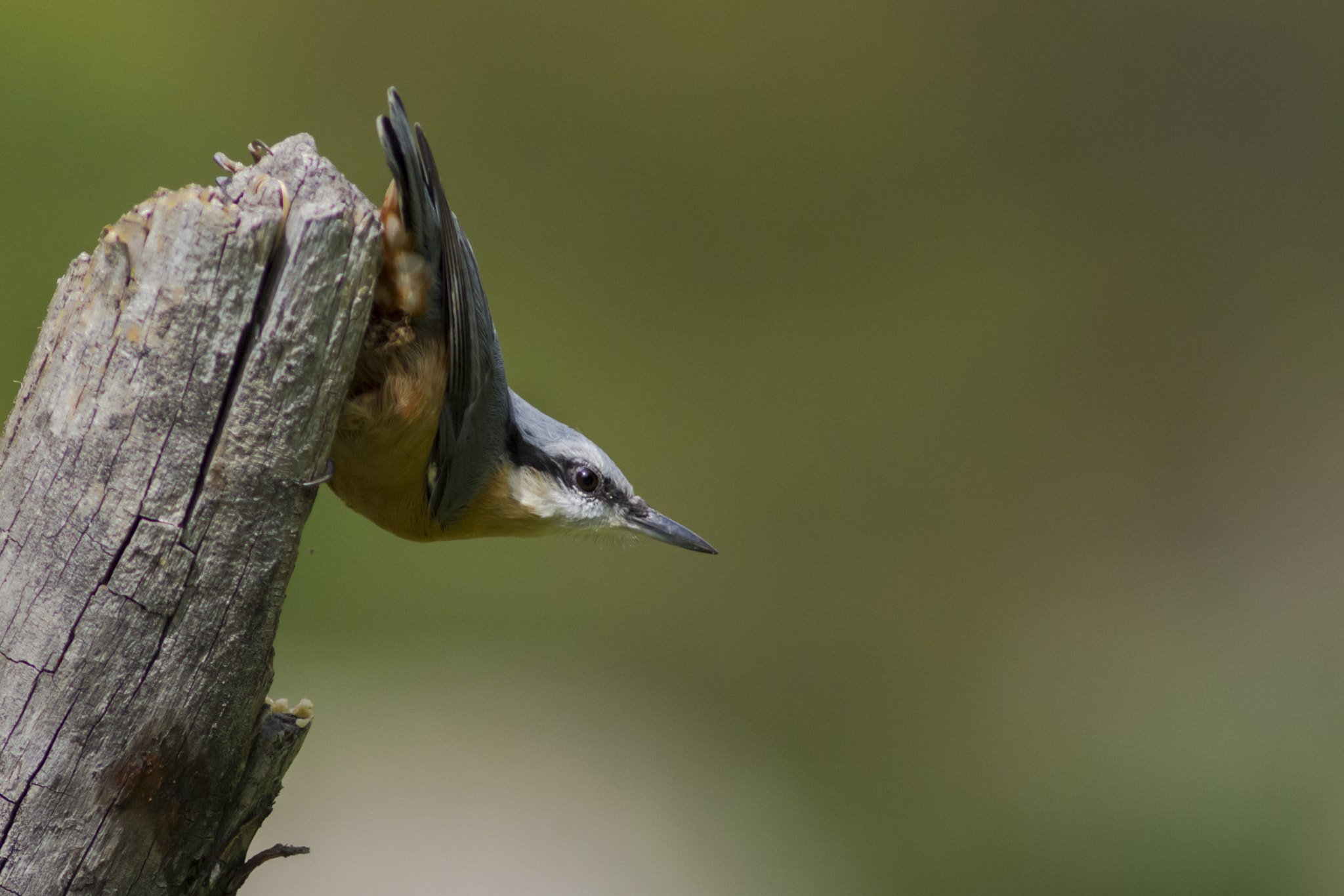 Nikon D7200 + AF Nikkor 300mm f/4 IF-ED sample photo. Picchio muratore photography