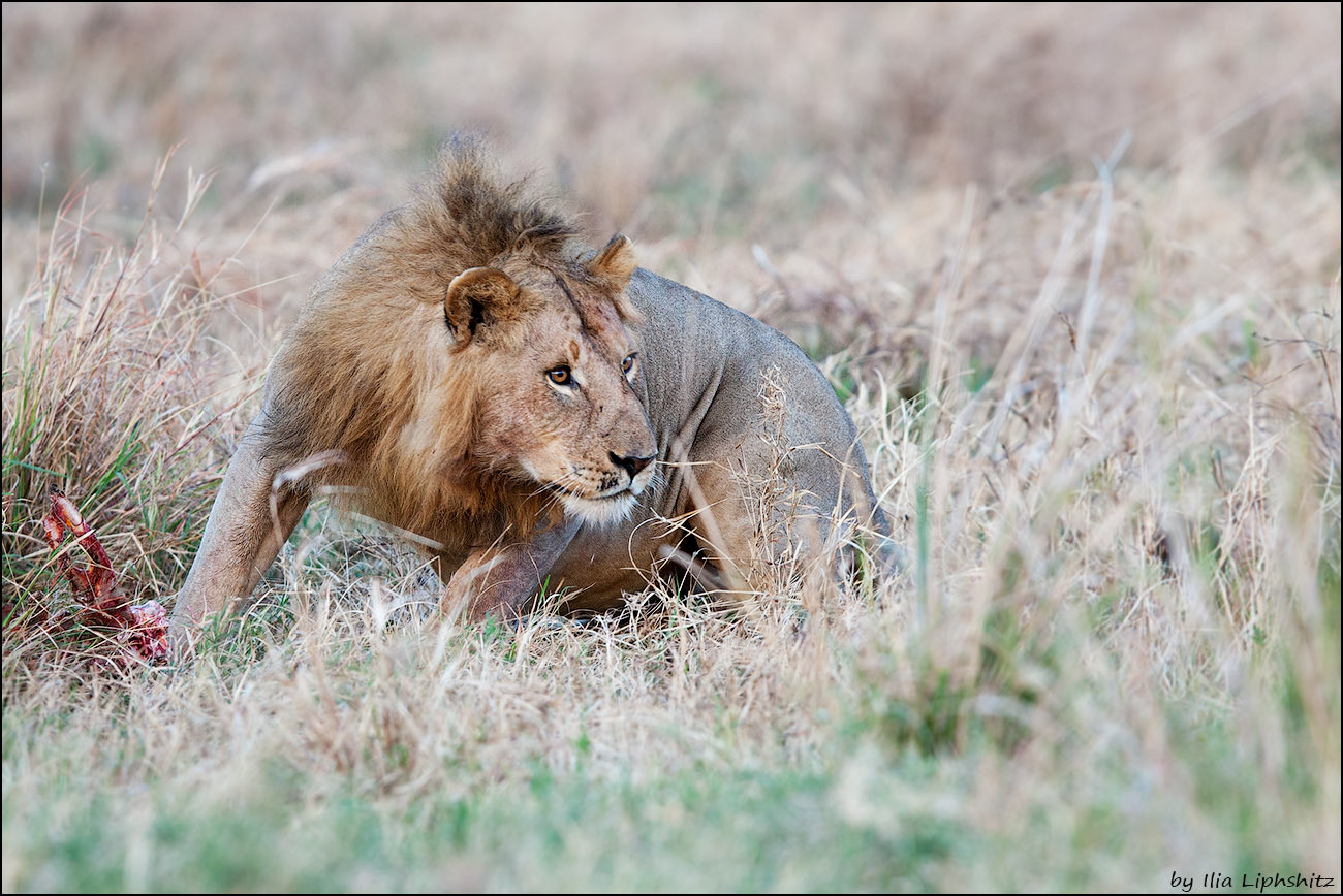 Canon EOS-1D Mark III + Canon EF 300mm F2.8L IS USM sample photo. Lions of serengeti №11 photography
