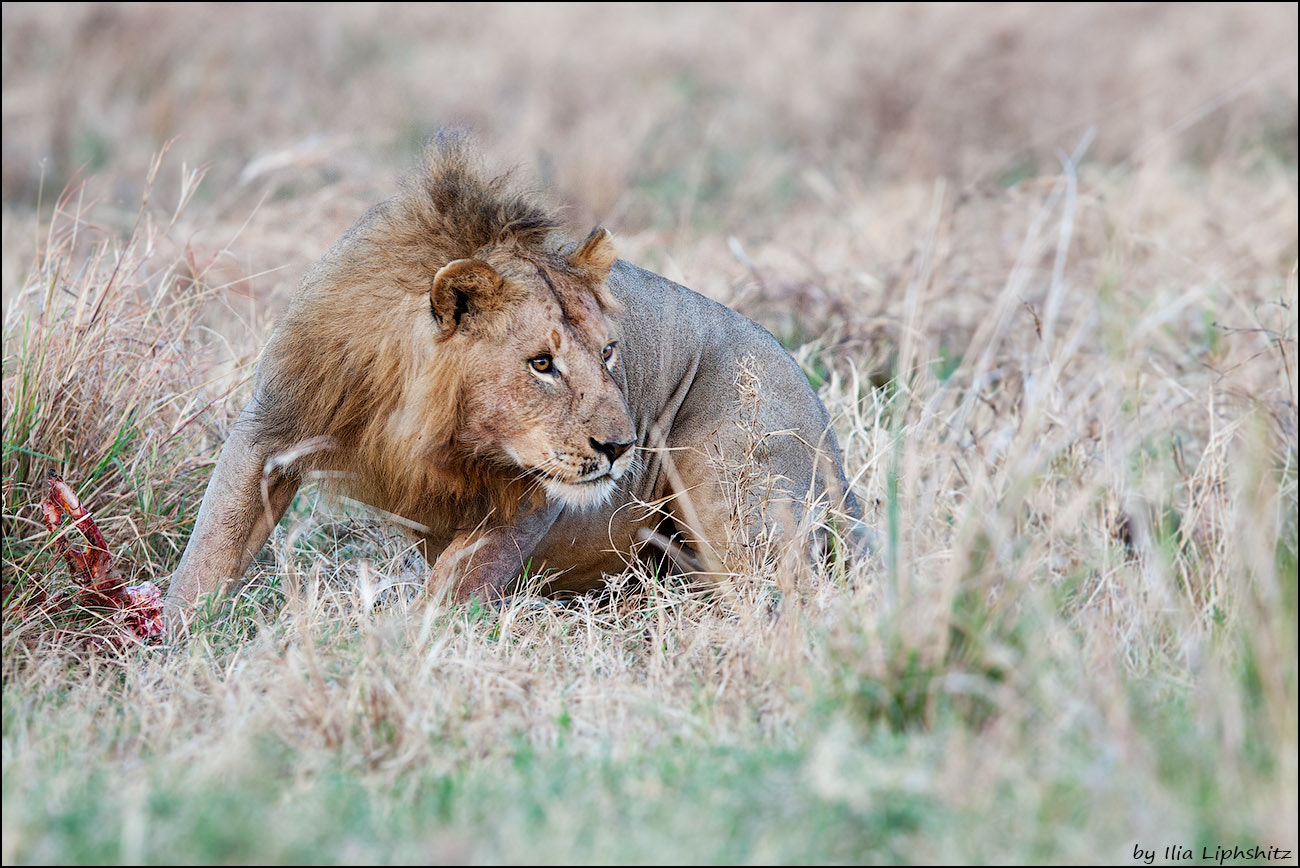 Canon EF 300mm F2.8L IS USM sample photo. Lions of serengeti №11 photography