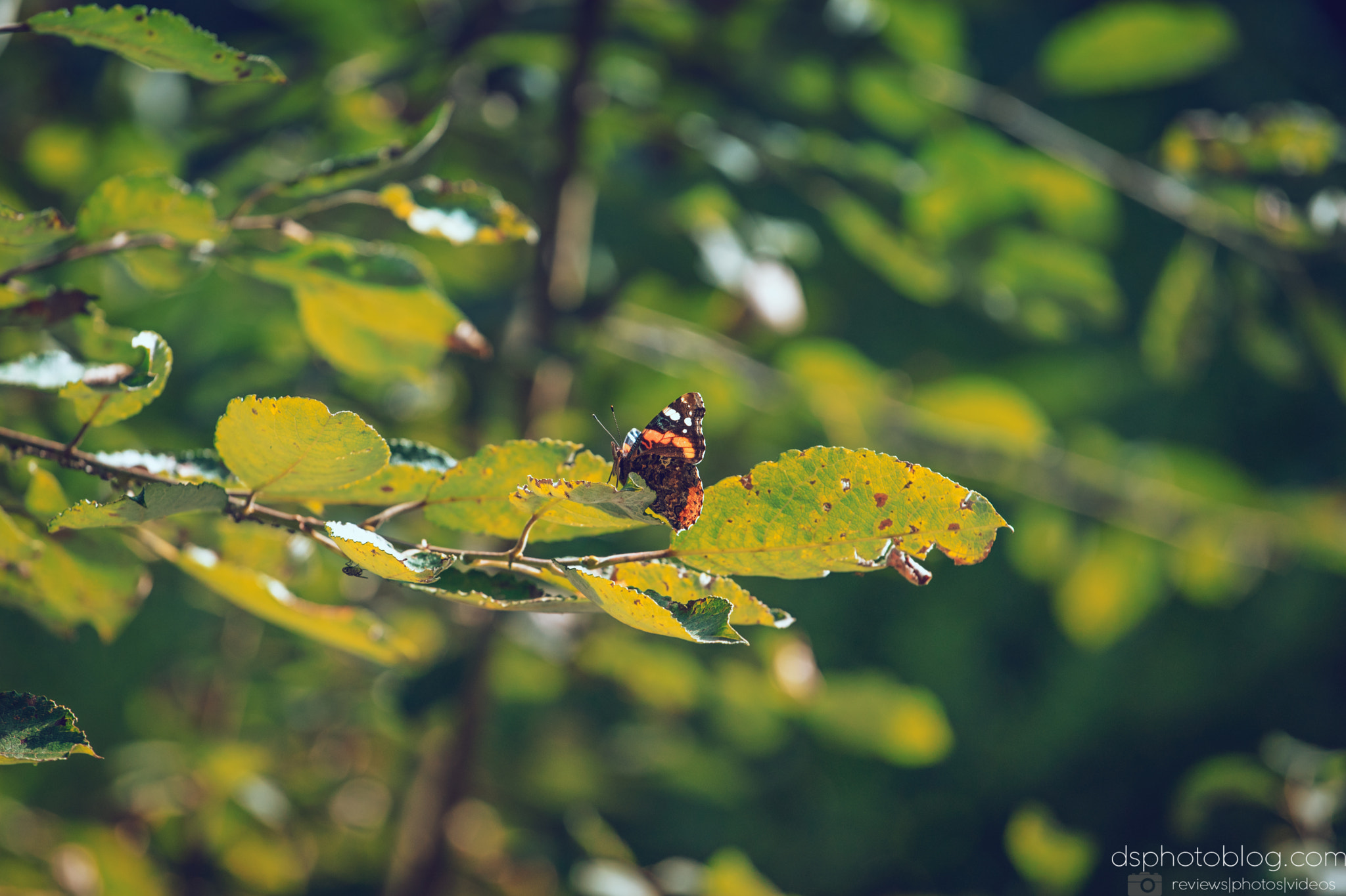 Sony a7 II + Canon EF 70-200mm F4L USM sample photo. Summer butterfly photography