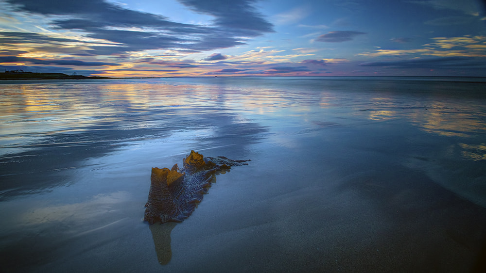 Sigma 10-20mm F3.5 EX DC HSM sample photo. Blue kelp photography