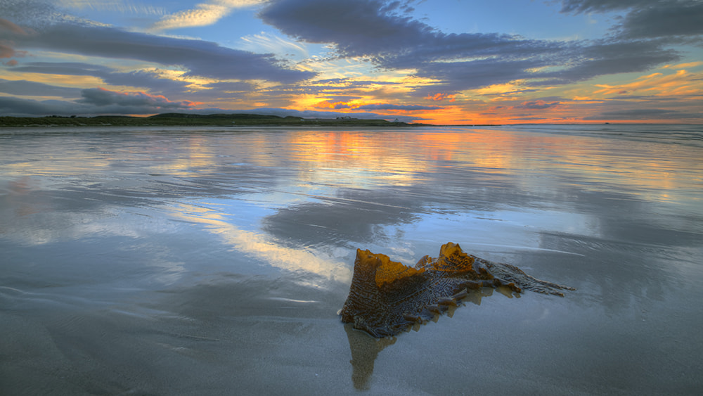 Sigma 10-20mm F3.5 EX DC HSM sample photo. Gold kelp photography