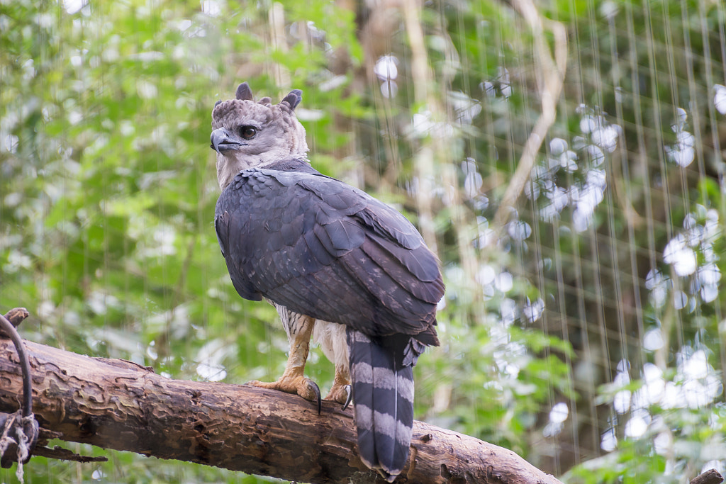 The majestic eagle harpy bird in Brazil bHarpy eagle - Top 10 Largest Eagles In The World
