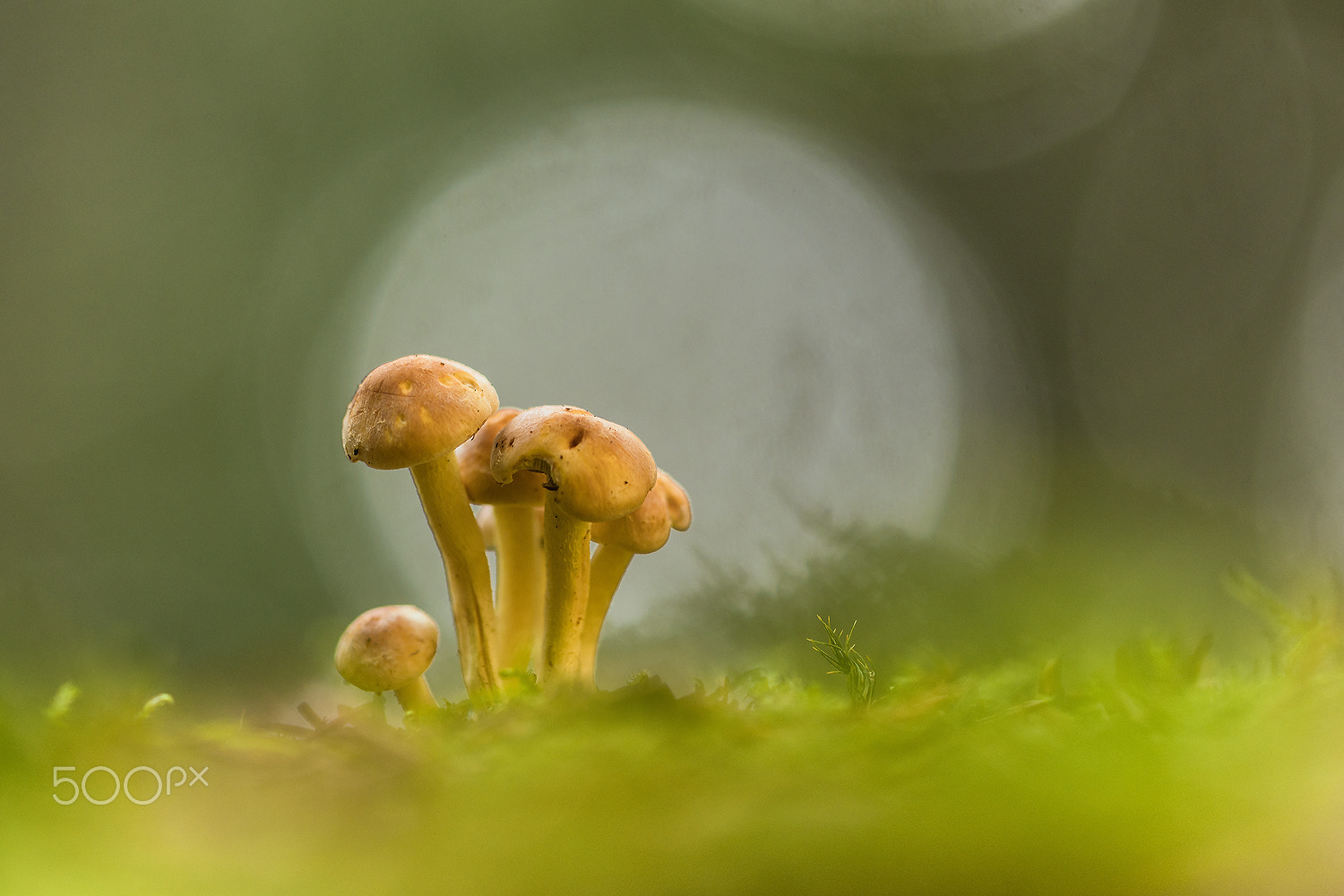 Sigma 150mm F2.8 EX DG Macro HSM sample photo. Funghi photography