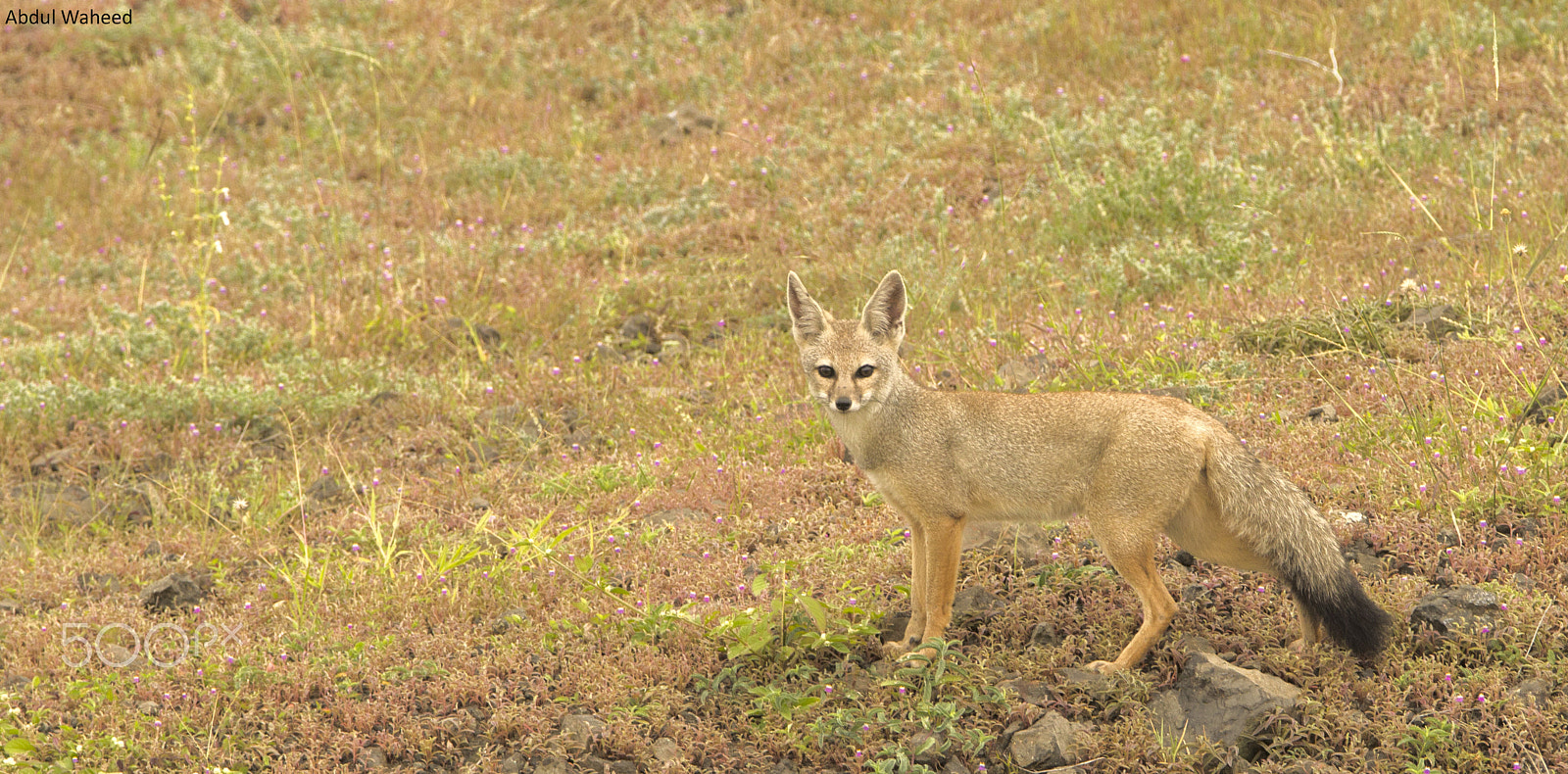 Tamron SP 150-600mm F5-6.3 Di VC USD sample photo. Fox photography