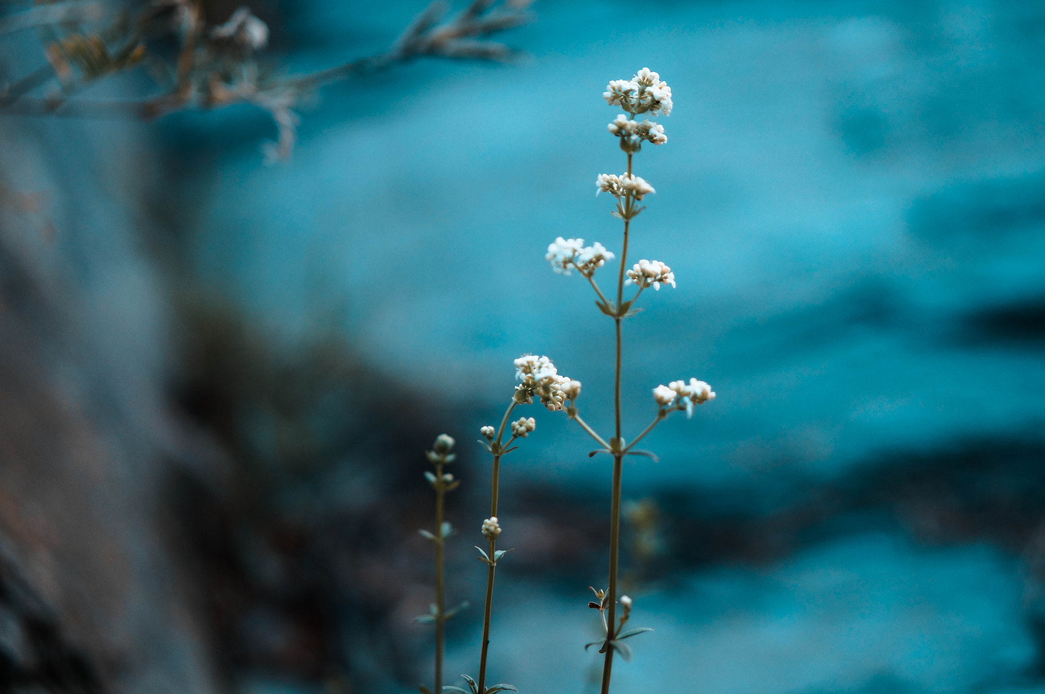 Sony Alpha NEX-F3 + E 50mm F1.8 OSS sample photo. Wild flowers of altai photography