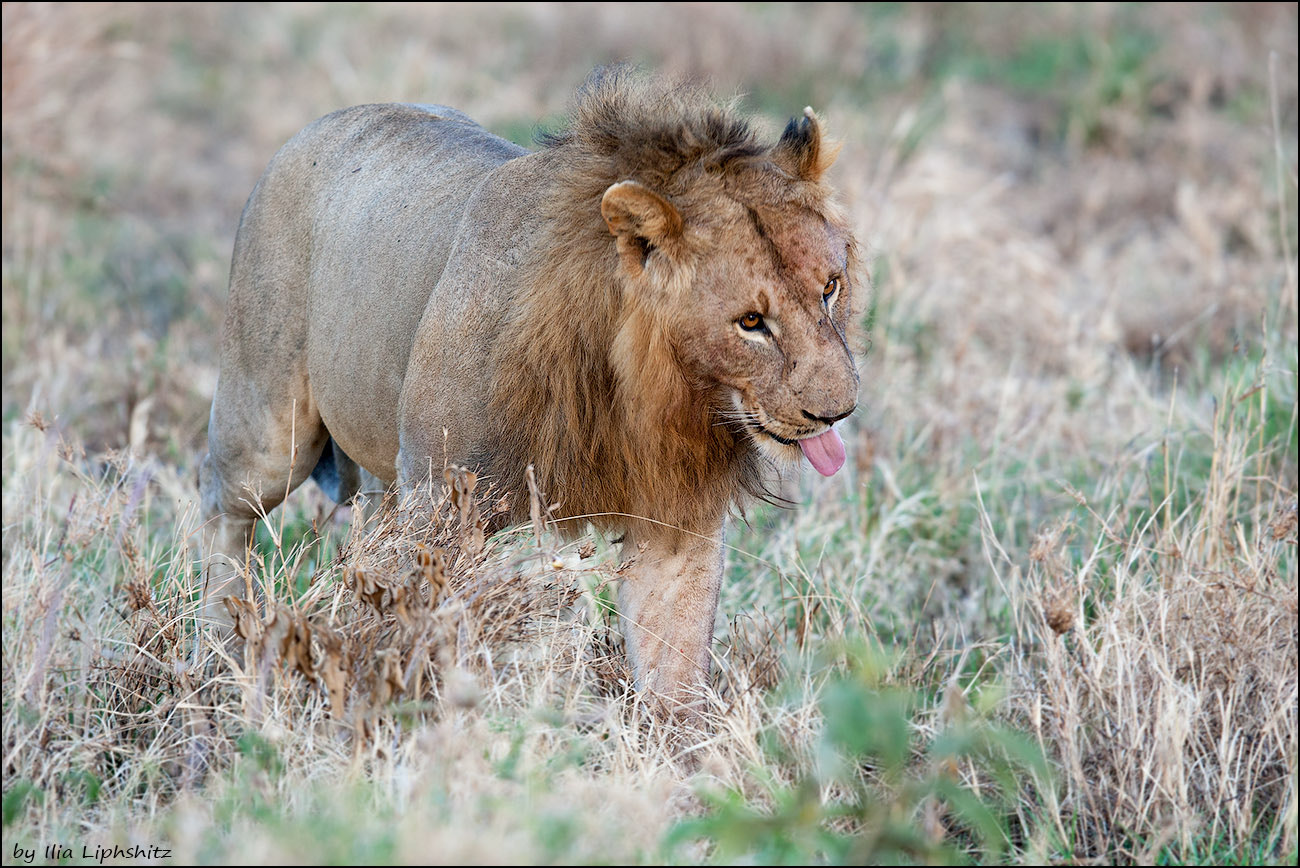 Canon EF 300mm F2.8L IS USM sample photo. Lions of serengeti №12 photography