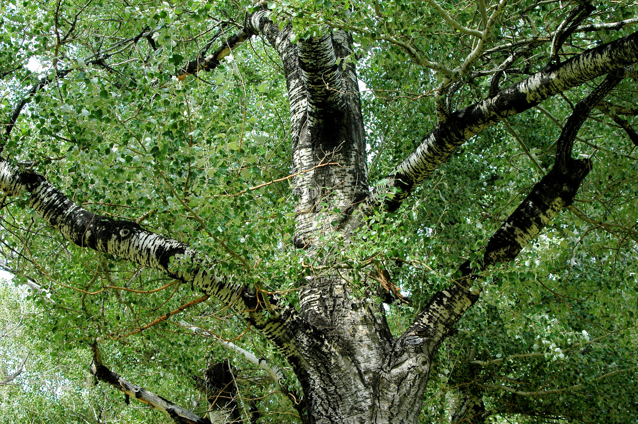 Nikon D70 sample photo. Tree branches. photography