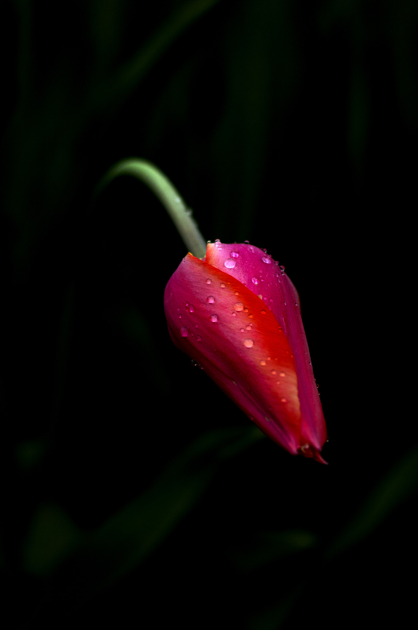 Nikon D300S + Nikon AF Nikkor 50mm F1.4D sample photo. Tulip time in istanbul photography
