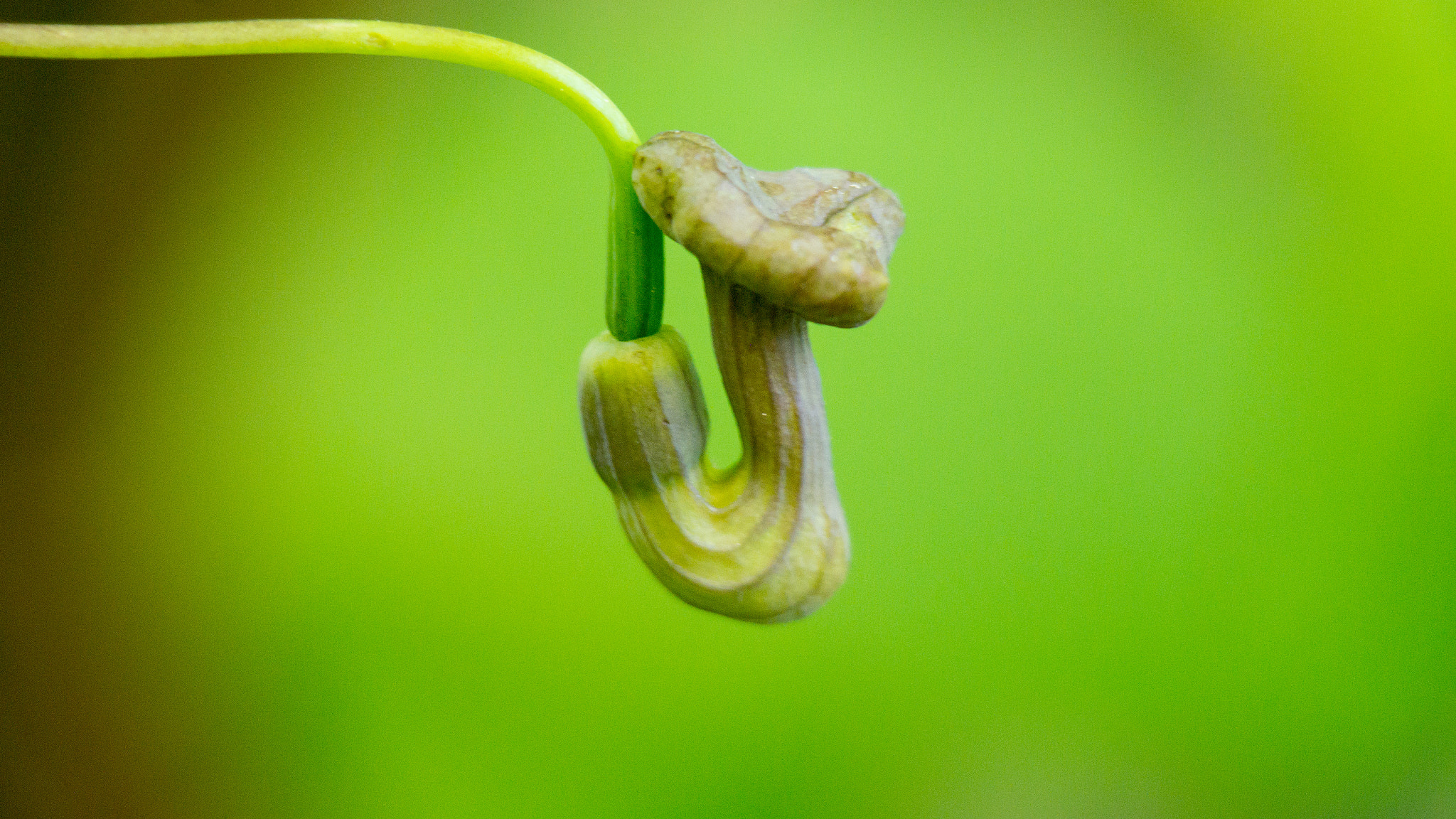 Samsung NX300 + Samsung NX 50-200mm F4-5.6 ED OIS sample photo. Aristolochia flower photography