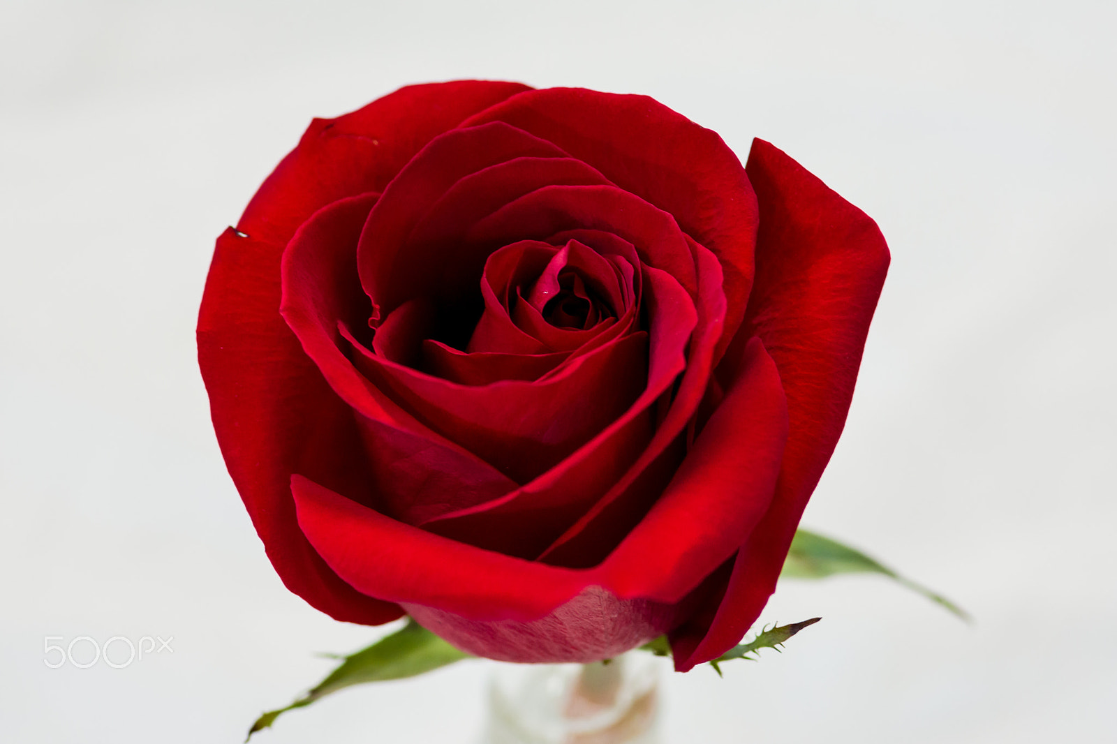 Tokina AT-X Pro 100mm F2.8 Macro sample photo. Rose photography