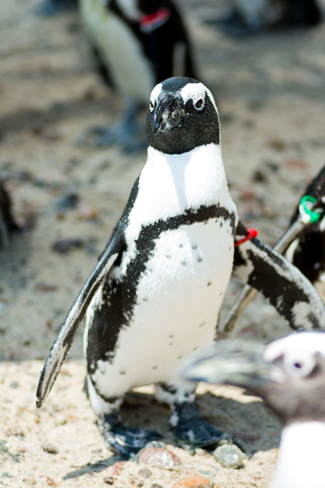 Tokina AT-X Pro 100mm F2.8 Macro sample photo. Penguin photography
