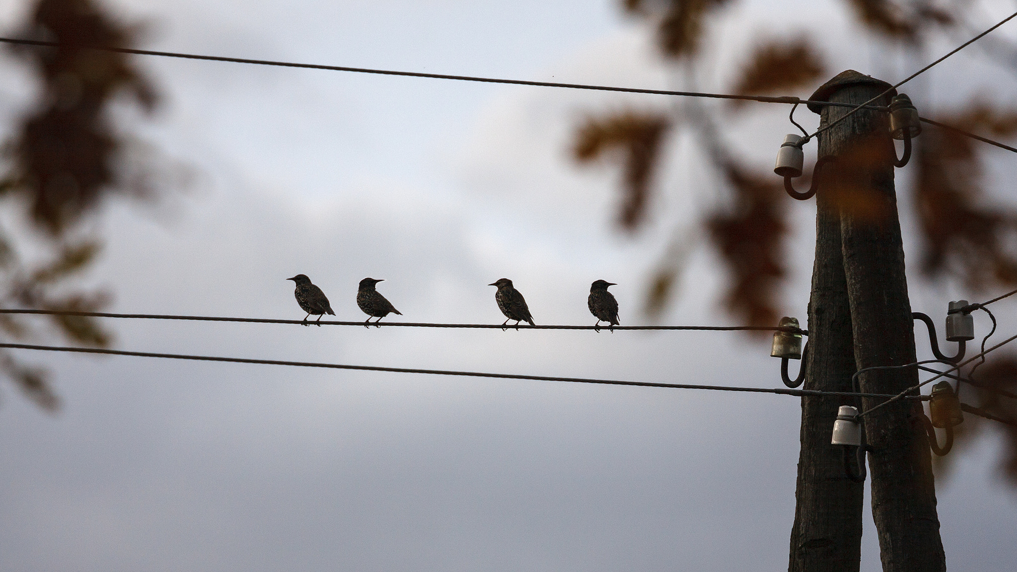 Canon EOS 40D + Canon EF 70-200mm F4L IS USM sample photo. "4" photography