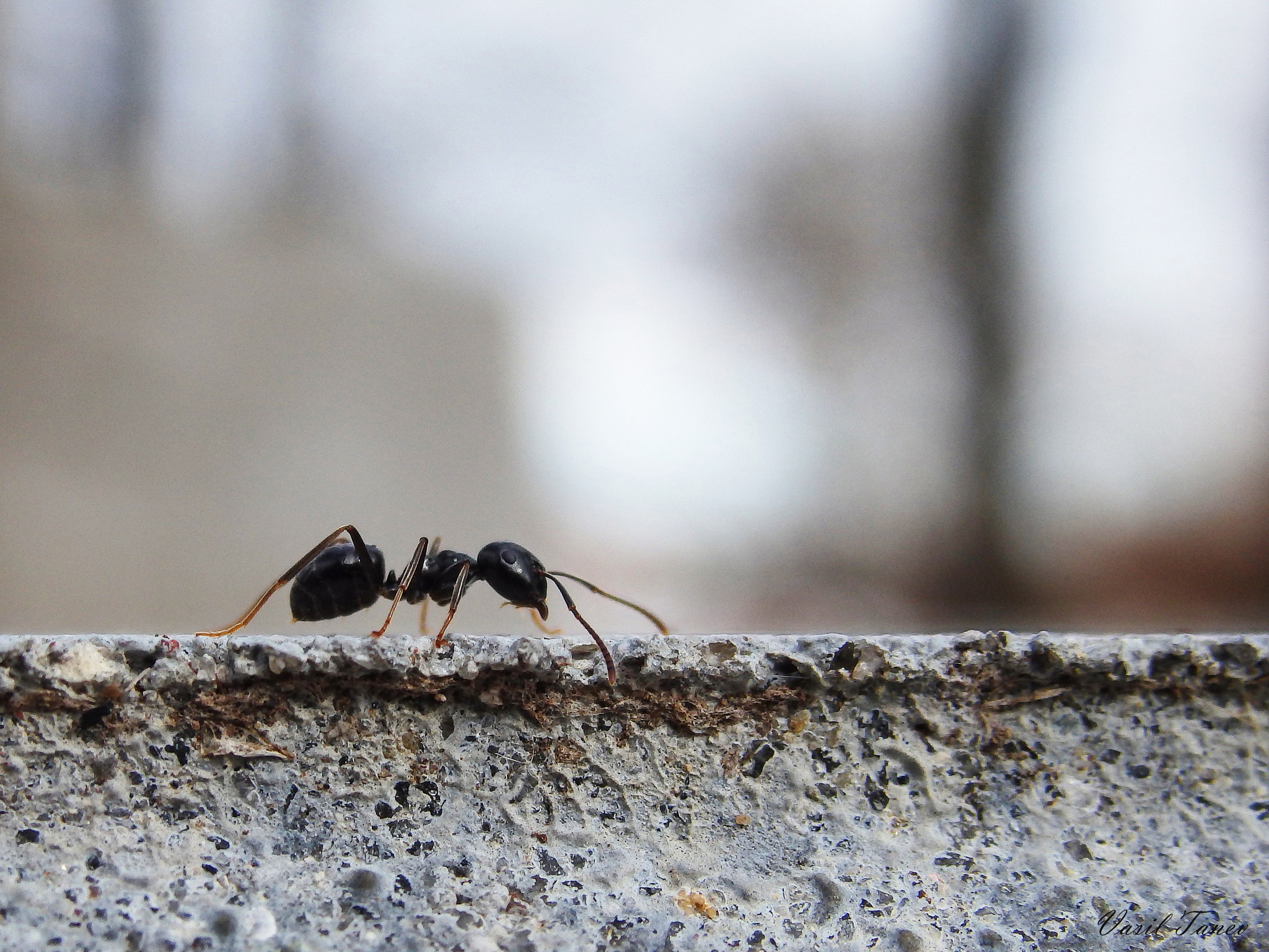 Olympus SH-60 sample photo. Ant photography