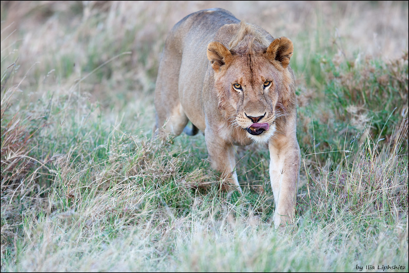 Canon EOS-1D Mark III + Canon EF 300mm F2.8L IS USM sample photo. Lions of serengeti №13 photography