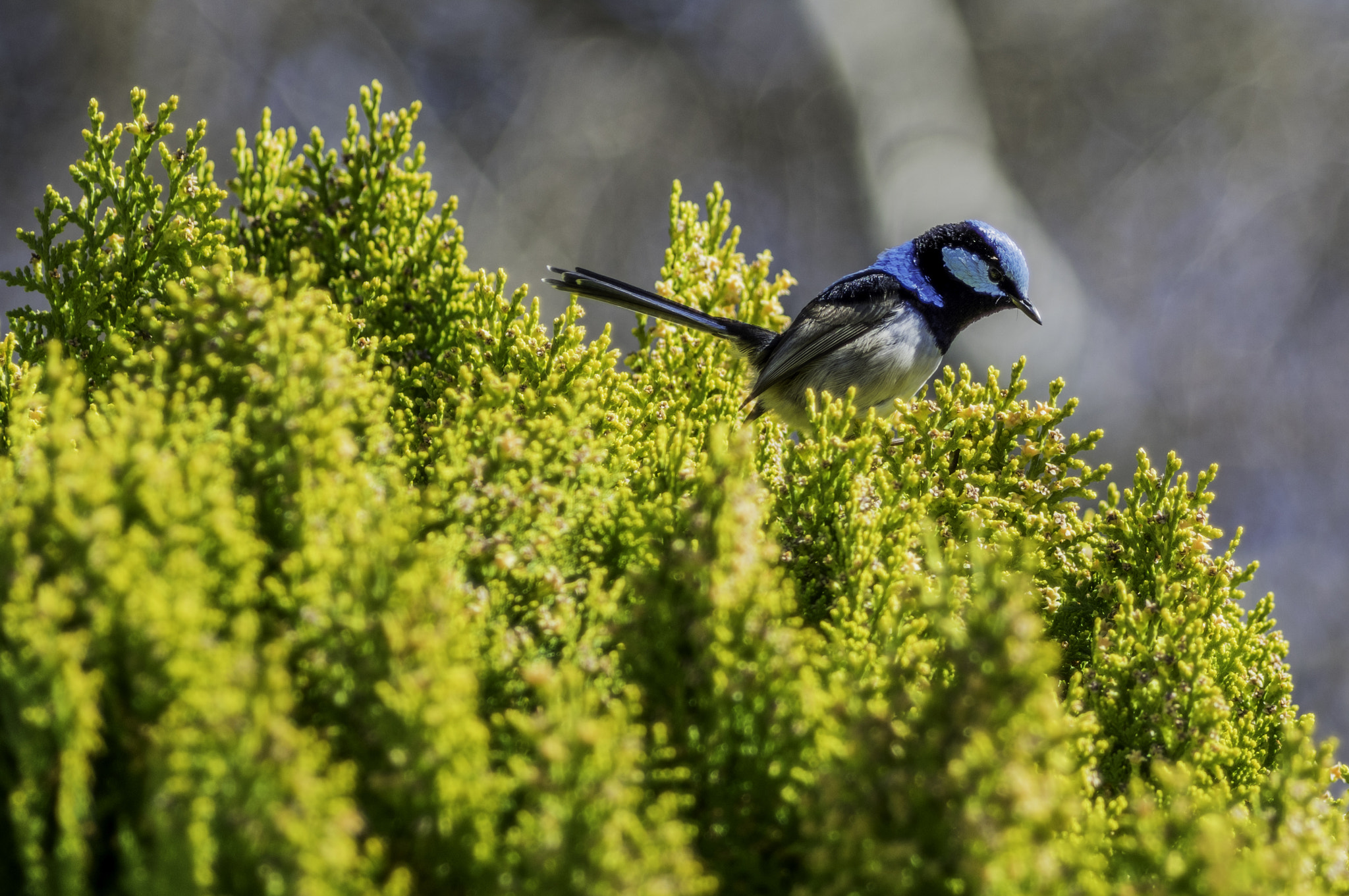 Pentax K-3 II + Pentax smc DA* 60-250mm F4.0 ED (IF) SDM sample photo. Heavy crop little bird photography