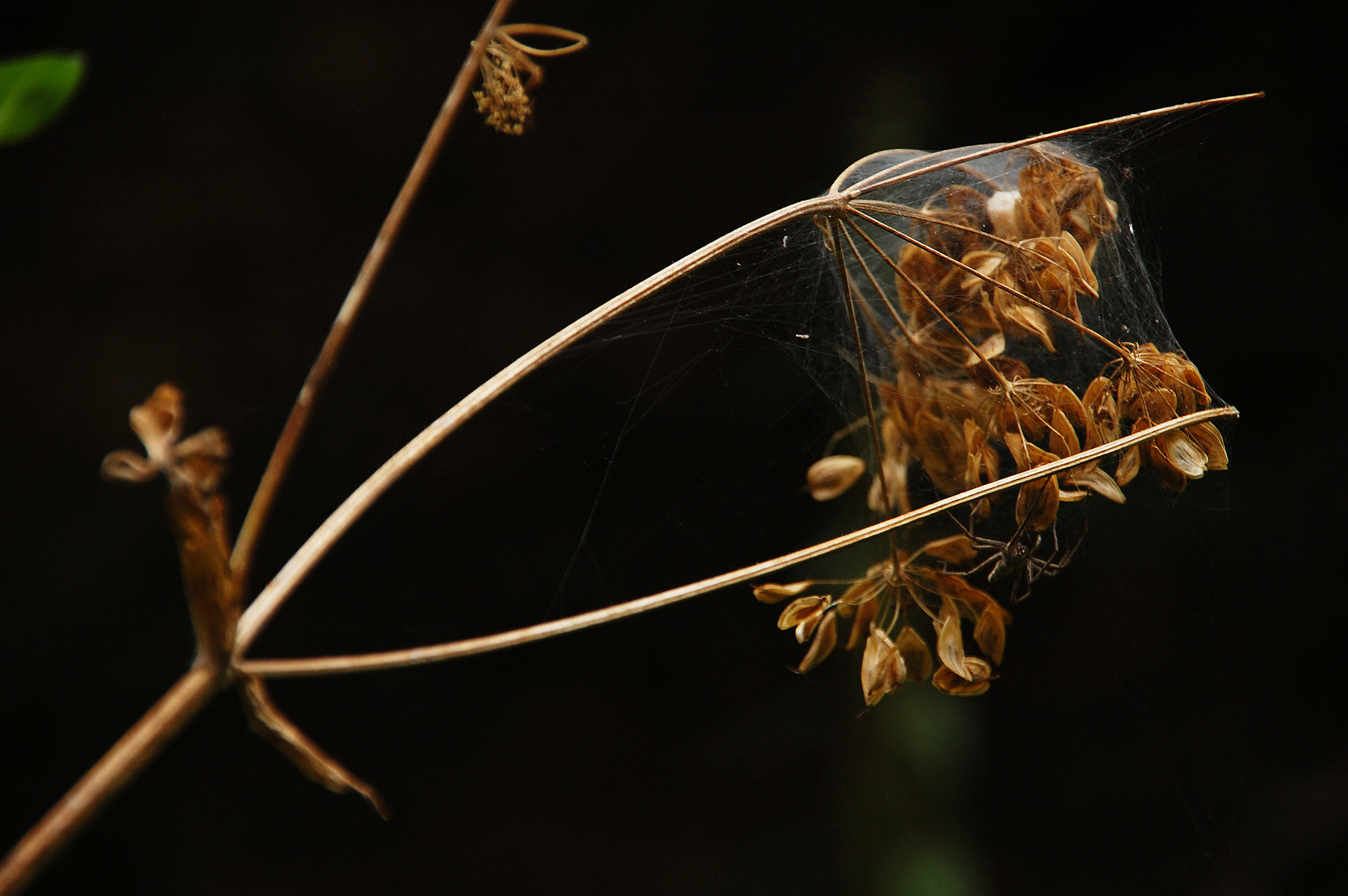Nikon D40 + Sigma 18-200mm F3.5-6.3 DC sample photo. Incarceration photography