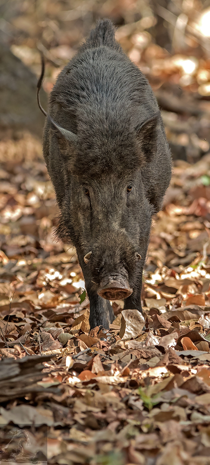 Canon EF 300mm F2.8L IS USM sample photo. Bandhavgarh 038 photography