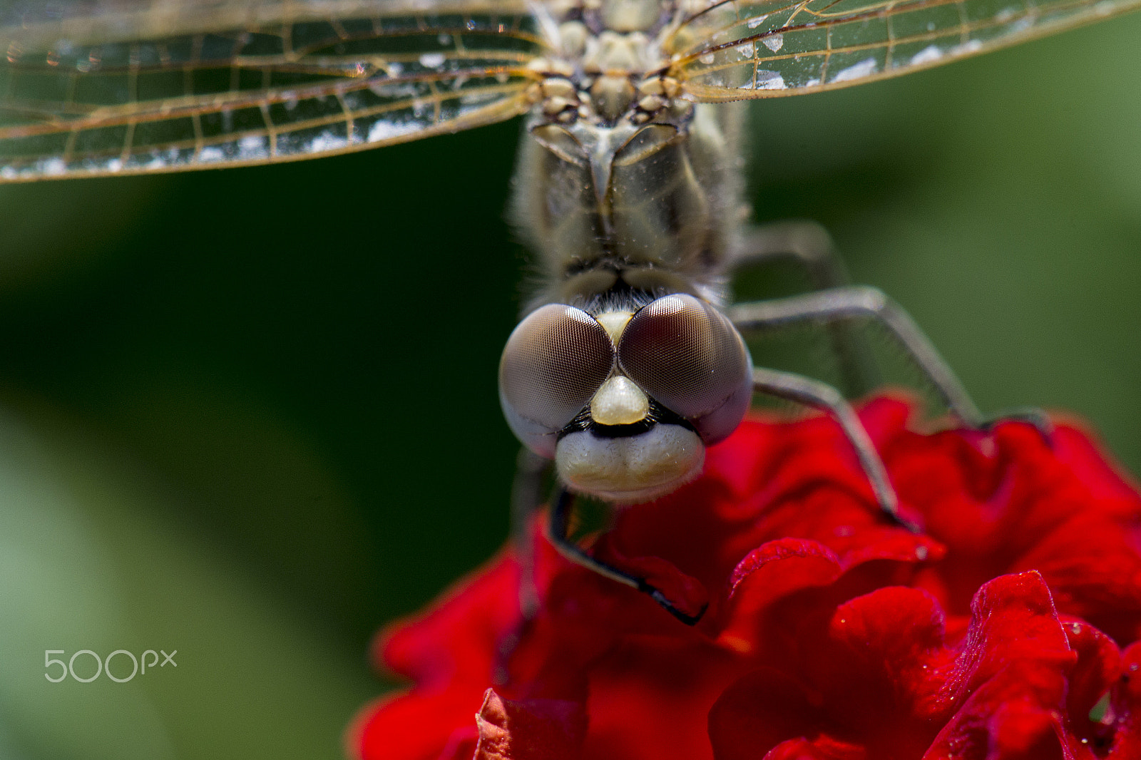 Nikon AF-S DX Micro-Nikkor 85mm F3.5G ED VR sample photo. Dragonfly photography