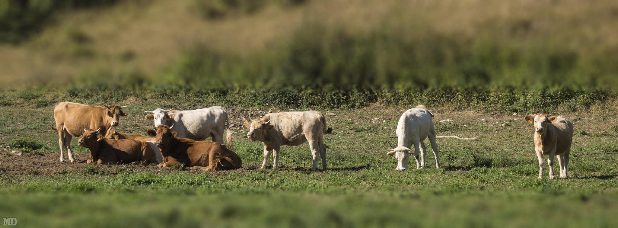 Sony Alpha NEX-5R + Sony E 55-210mm F4.5-6.3 OSS sample photo. Toy cows photography