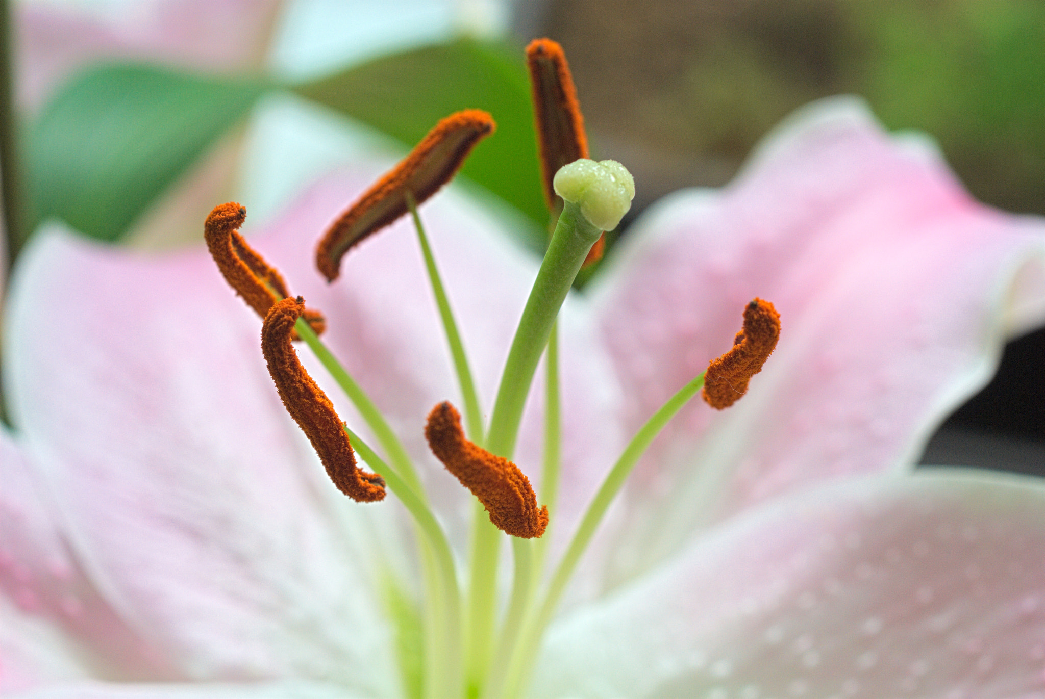 Nikon D40X + Nikon AF Micro-Nikkor 60mm F2.8D sample photo. Flower #35 photography