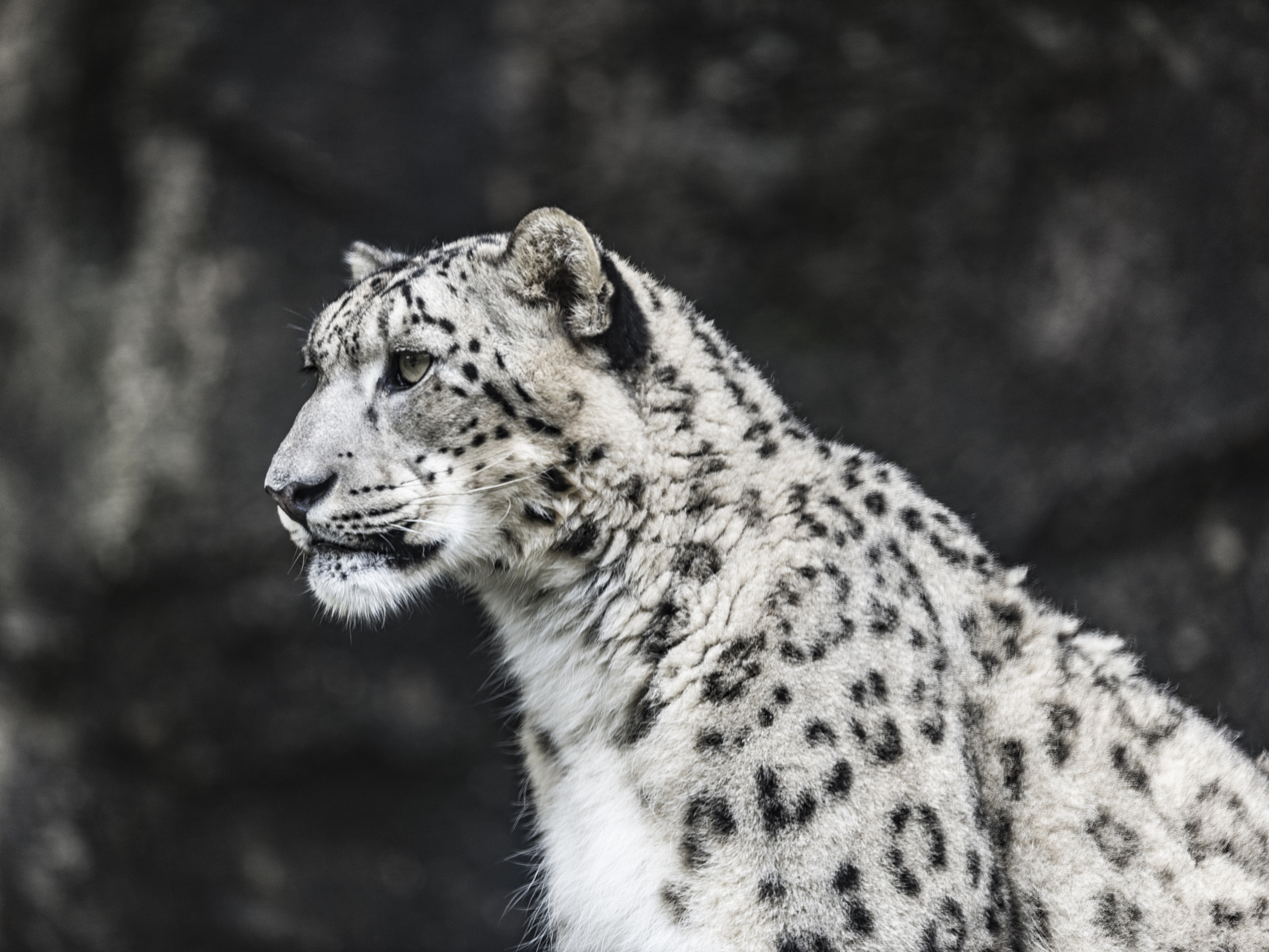 Nikon AF-S Nikkor 400mm F2.8E FL ED VR sample photo. Snow leopard photography