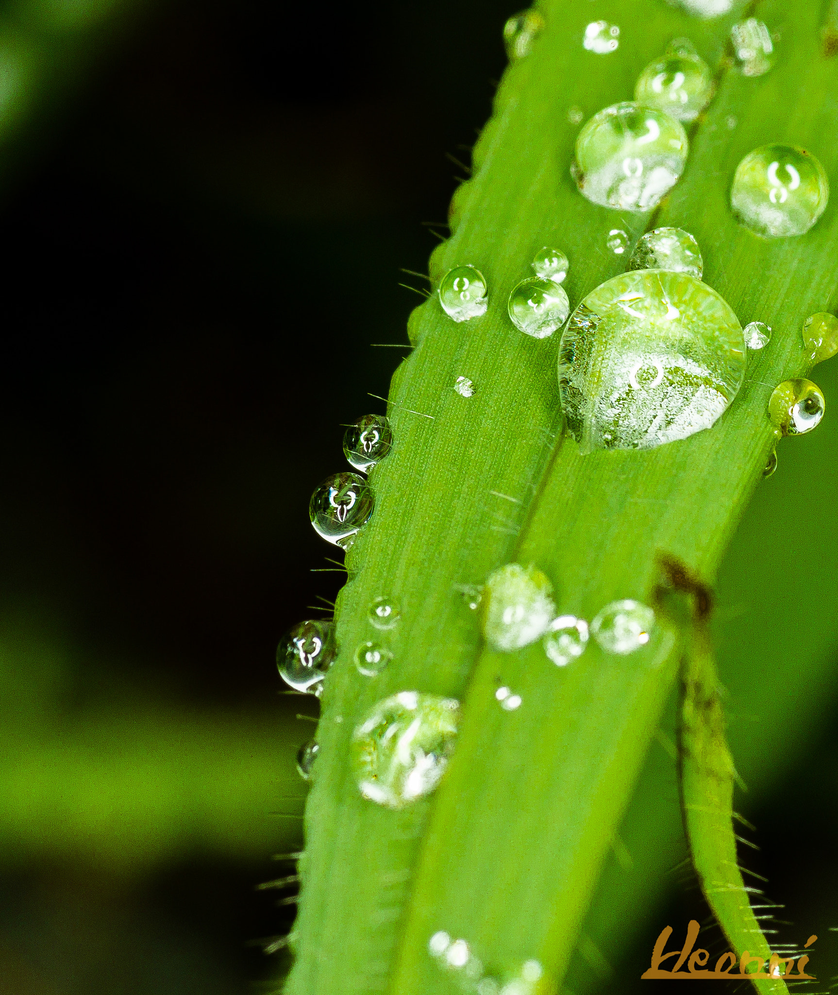 Canon EOS 550D (EOS Rebel T2i / EOS Kiss X4) + Tamron SP AF 90mm F2.8 Di Macro sample photo. Water on the grass photography