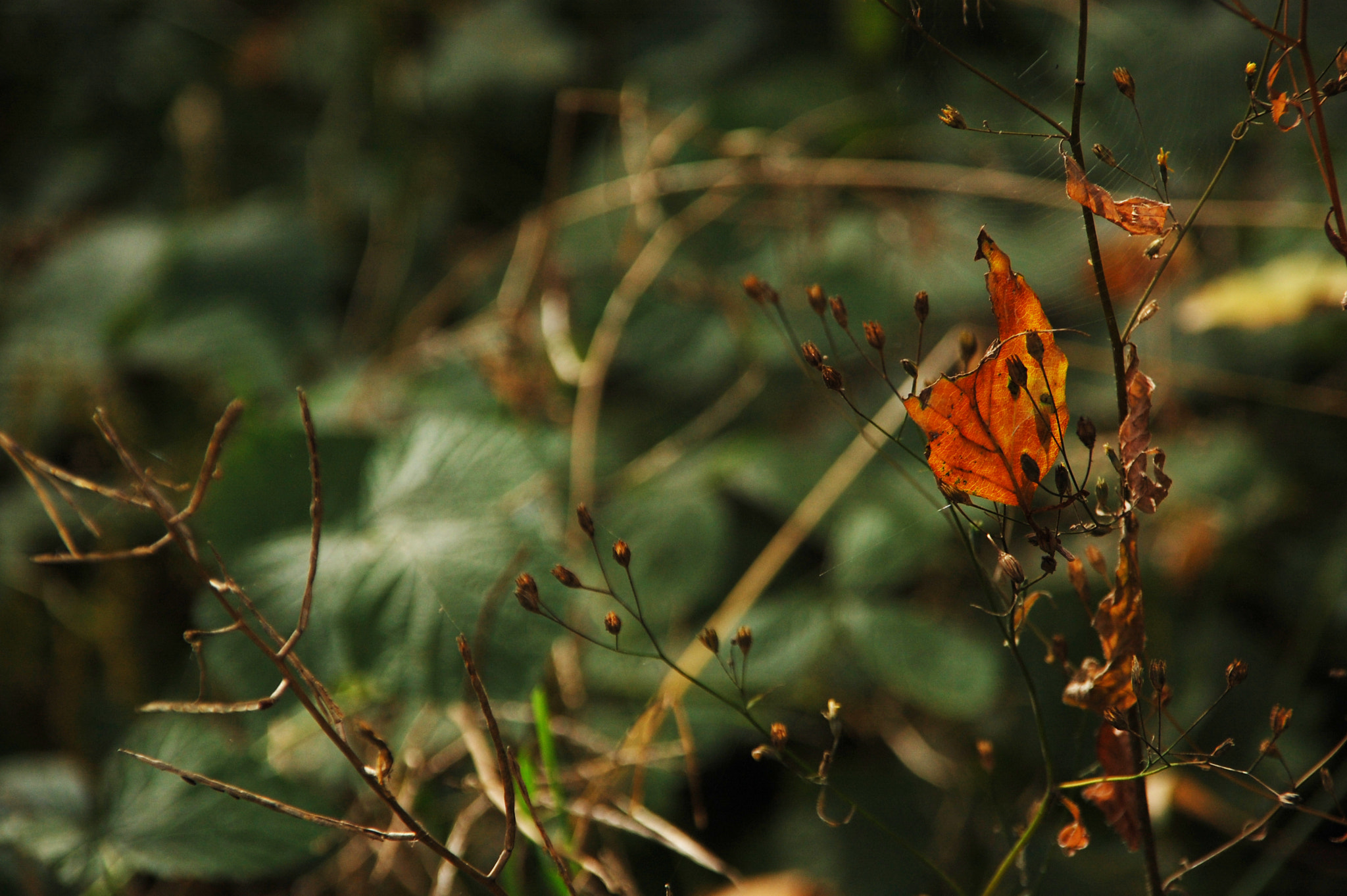 Nikon D40 + Sigma 18-200mm F3.5-6.3 DC sample photo. Goodbye summer photography