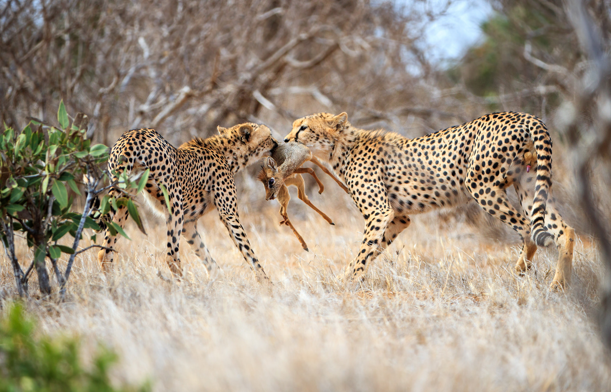 Canon EF 200-400mm F4L IS USM Extender 1.4x sample photo. Cheetahs caught dik-dik. photography
