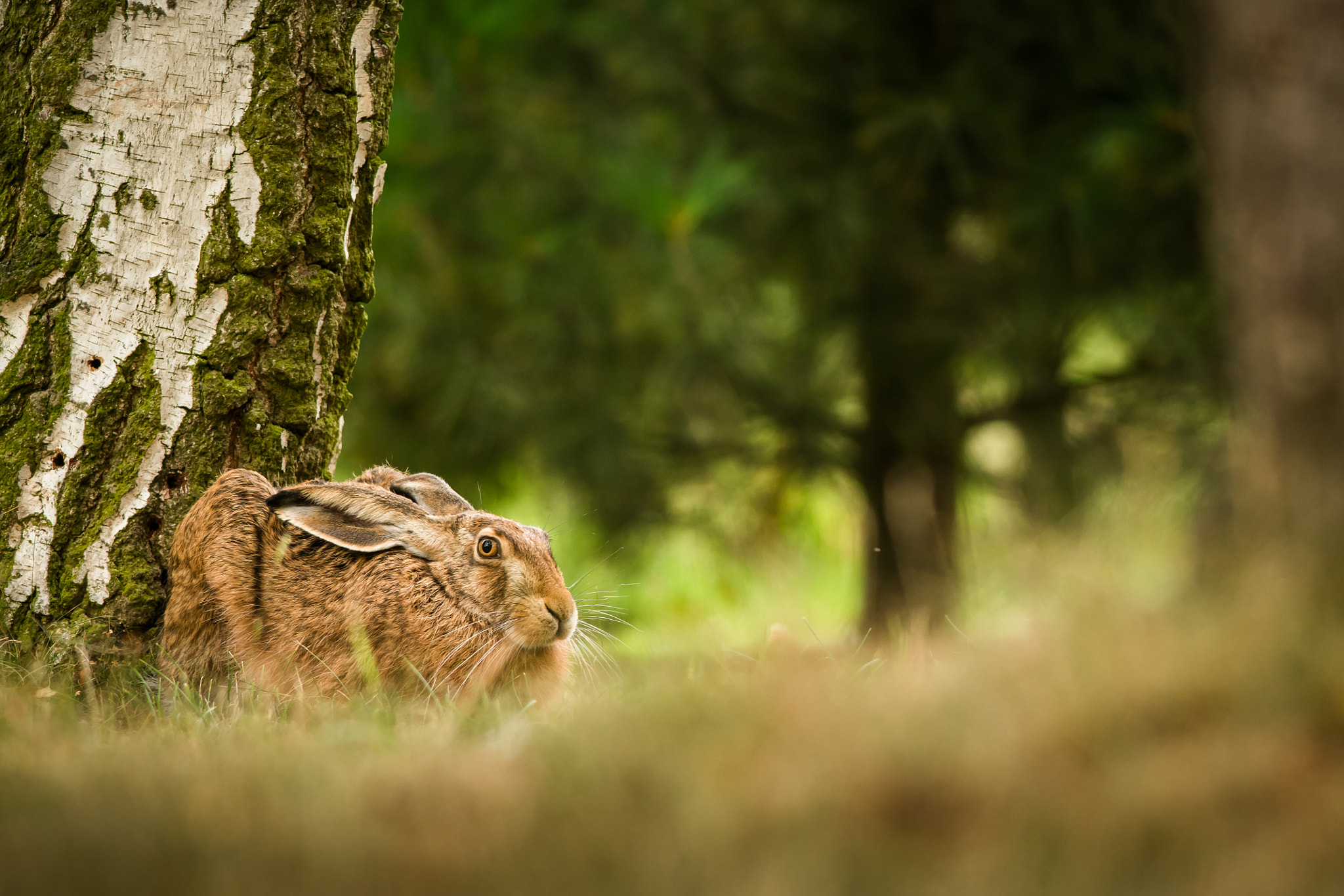 Nikon D500 + Nikon AF-S Nikkor 300mm F4D ED-IF sample photo. Hare photography