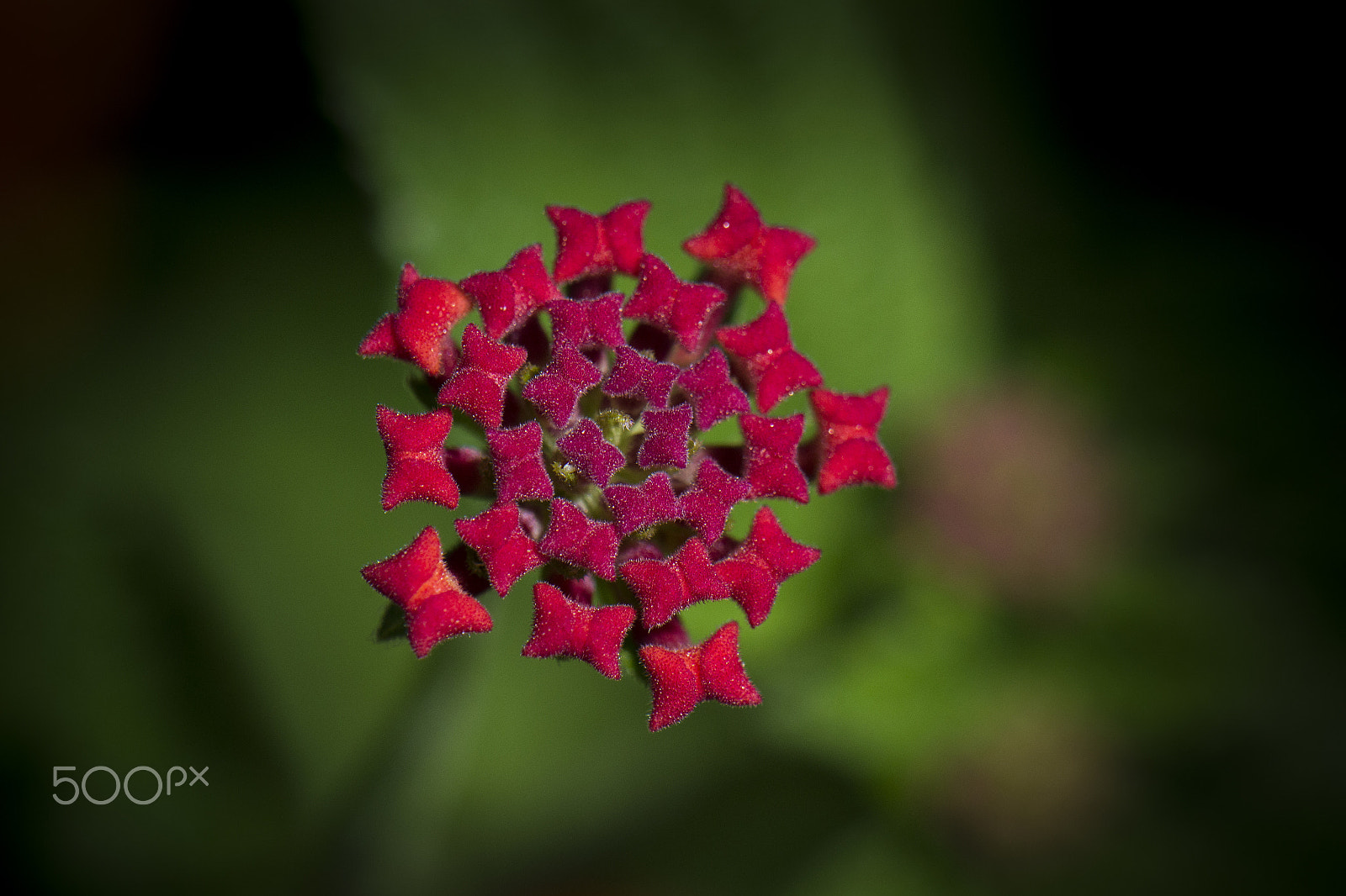 Nikon AF-S DX Micro-Nikkor 85mm F3.5G ED VR sample photo. Pillows photography