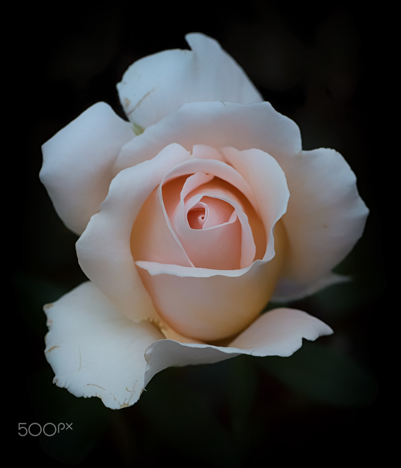 Panasonic Leica DG Macro-Elmarit 45mm F2.8 ASPH OIS sample photo. A rose by any other name... photography