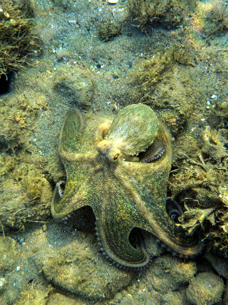 Nikon Coolpix S33 sample photo. ...octopus photography