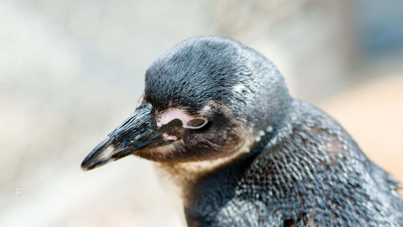 Nikon D7200 + Tokina AT-X Pro 100mm F2.8 Macro sample photo. Penguin headshot photography