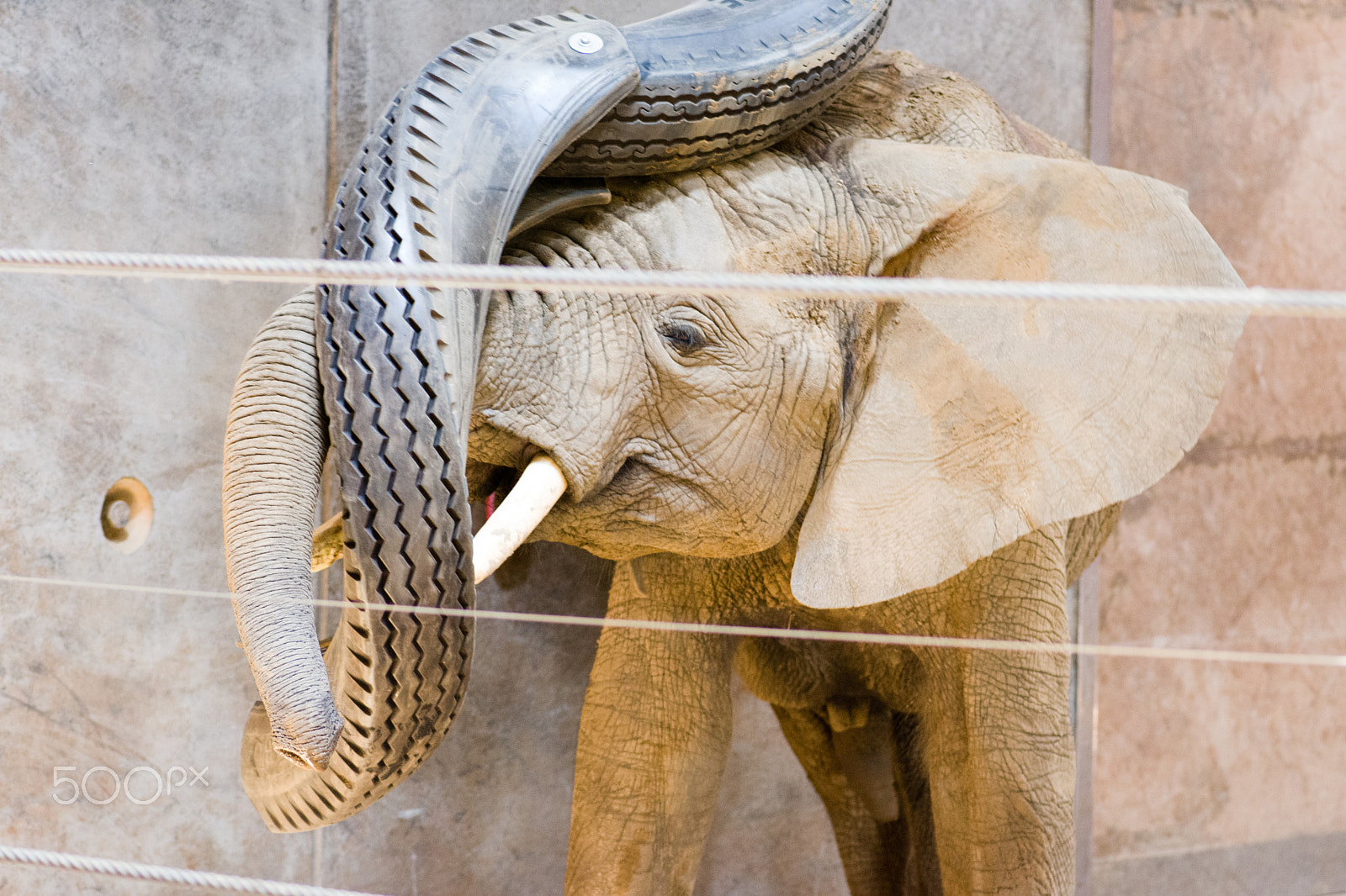 Tokina AT-X Pro 100mm F2.8 Macro sample photo. Elephant photography