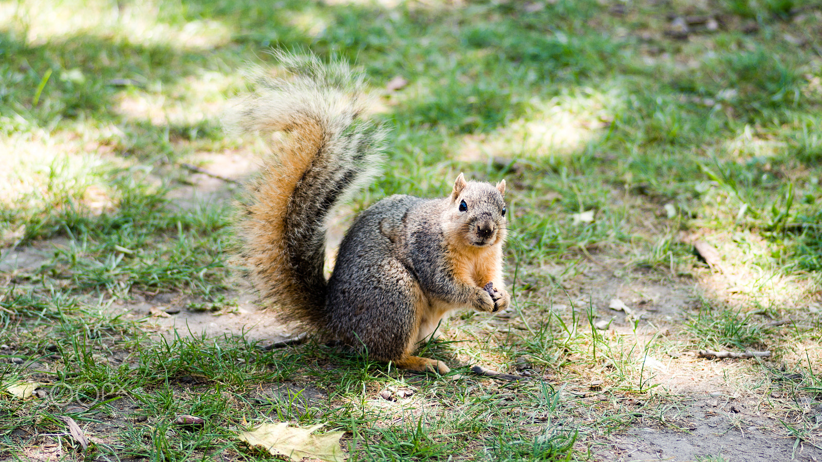 Nikon D7200 + Tokina AT-X Pro 100mm F2.8 Macro sample photo. Squirrel photography