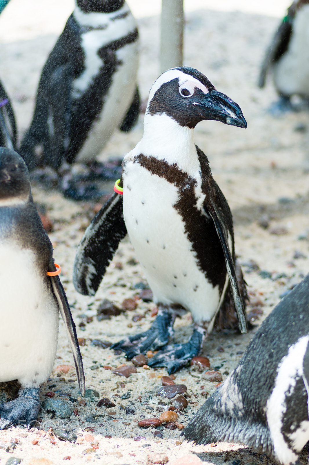 Tokina AT-X Pro 100mm F2.8 Macro sample photo. Penguin 2 photography