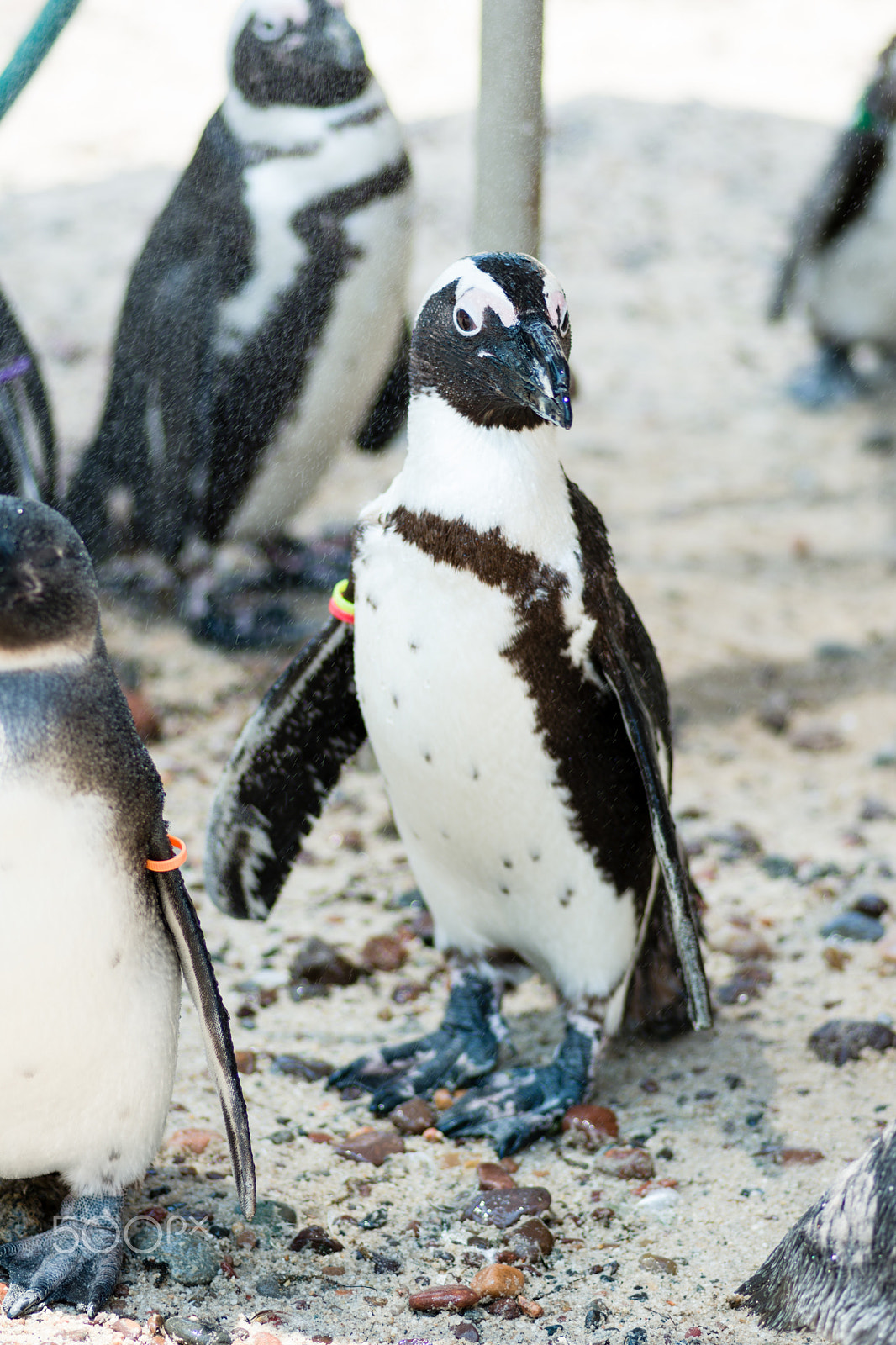Tokina AT-X Pro 100mm F2.8 Macro sample photo. Penguin 3 photography