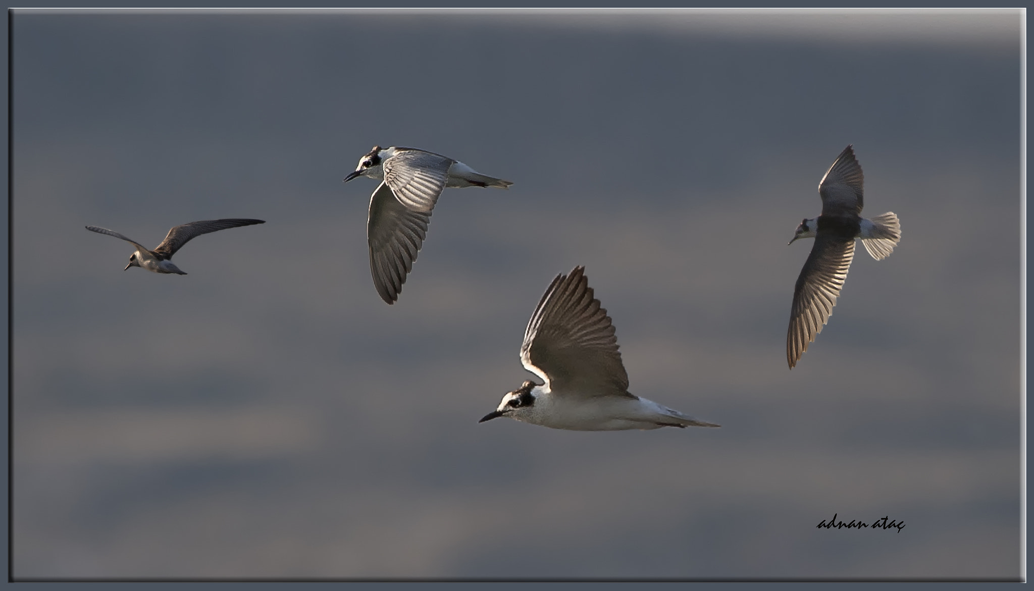 Sigma 50-500mm F4.5-6.3 DG OS HSM sample photo. Kara sumru - black tern - chlidonias niger photography