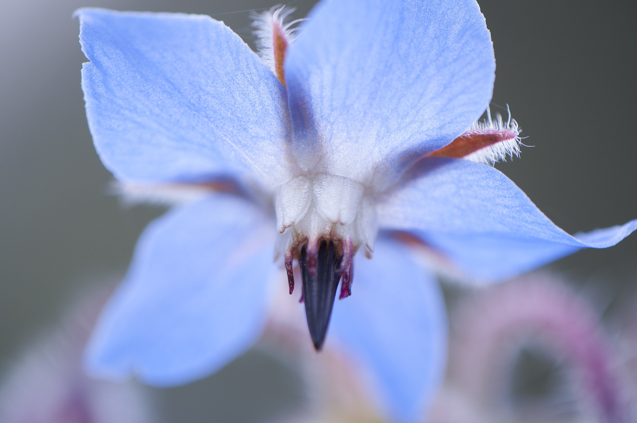 Nikon AF-S DX Micro-Nikkor 85mm F3.5G ED VR sample photo. Blue flower photography