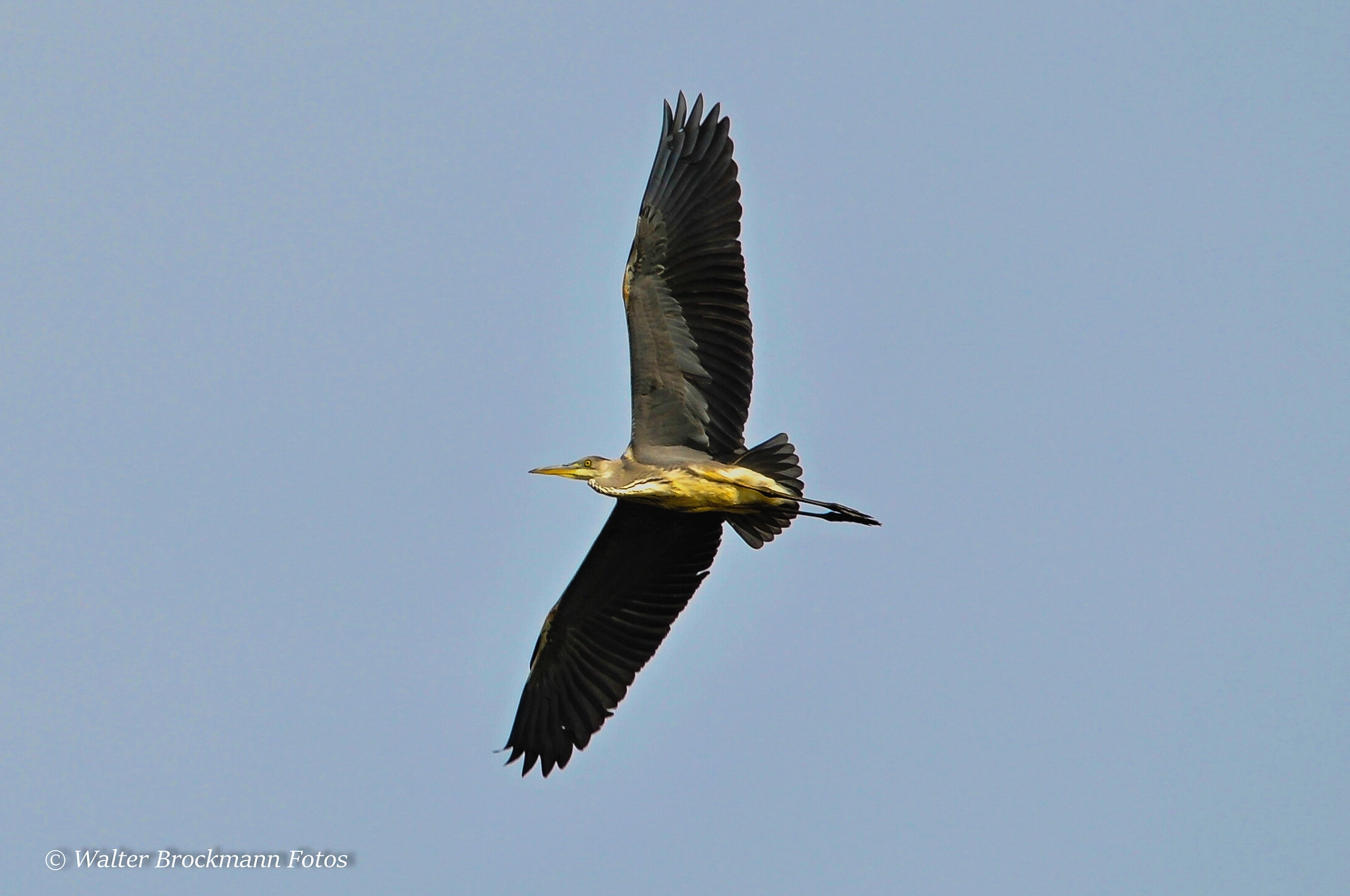 Sigma 150-500mm F5-6.3 DG OS HSM sample photo. Graureiher photography