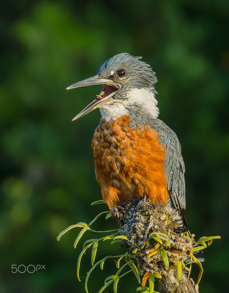 Sigma 50-500mm F4.5-6.3 DG OS HSM sample photo. Chilean kingfisher photography